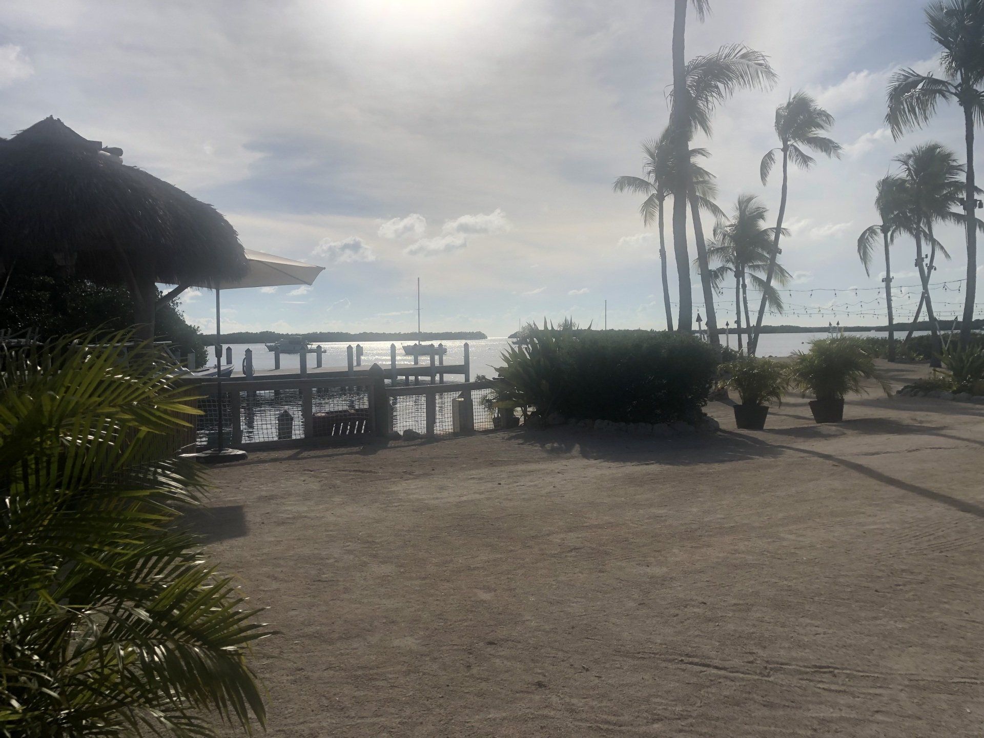 There is a dock in the background with palm trees in the foreground.
