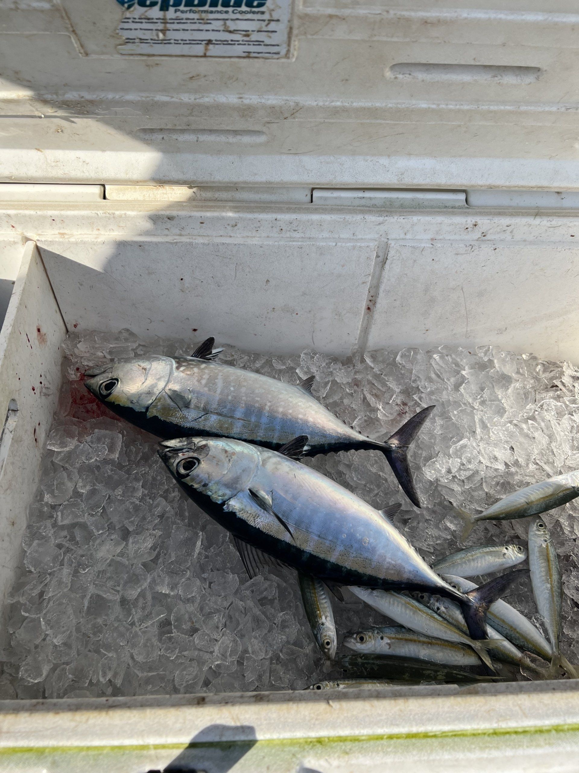 Two fish are sitting on top of ice in a cooler.