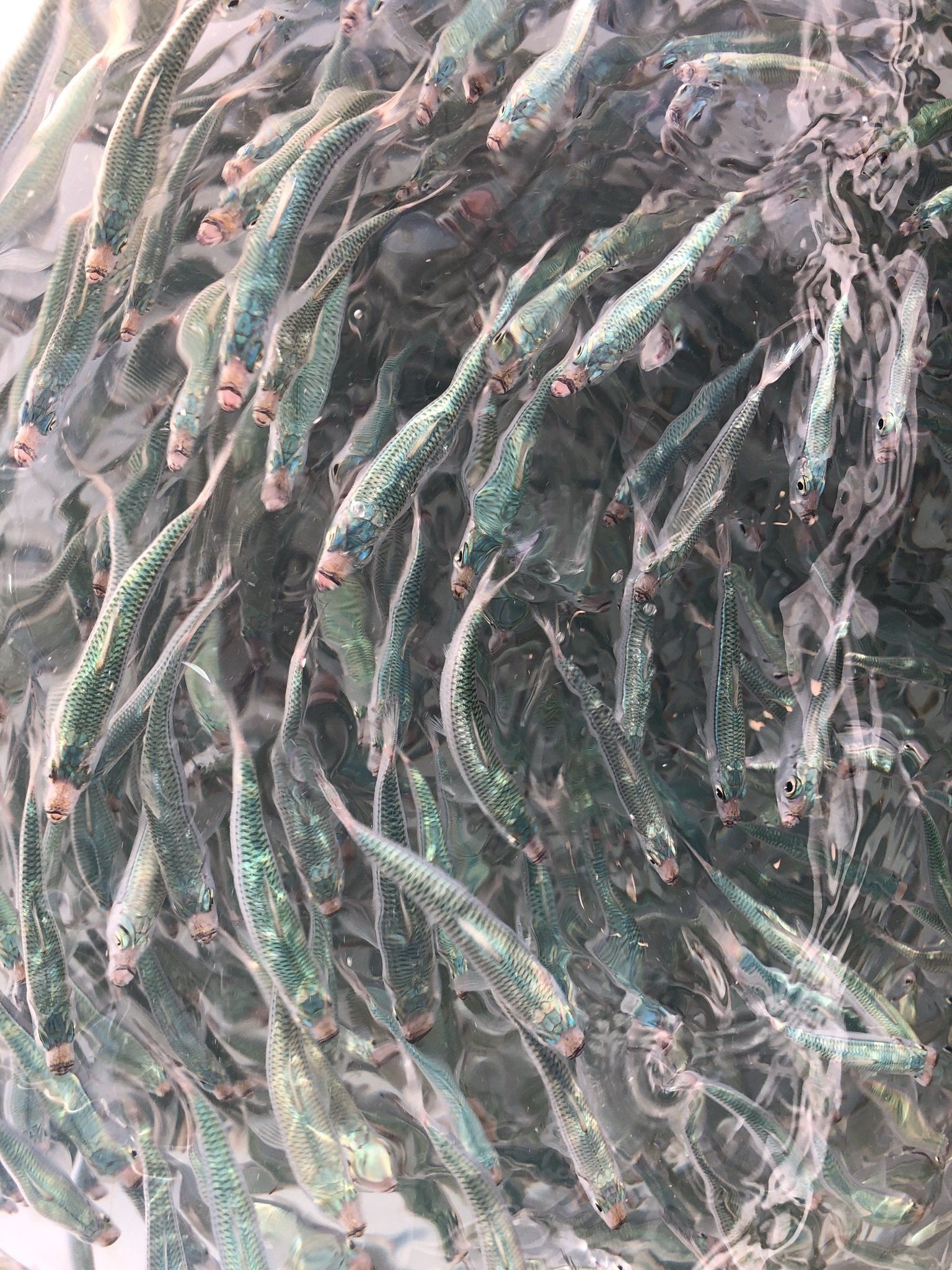 A close up of a bunch of fish swimming in a tank.