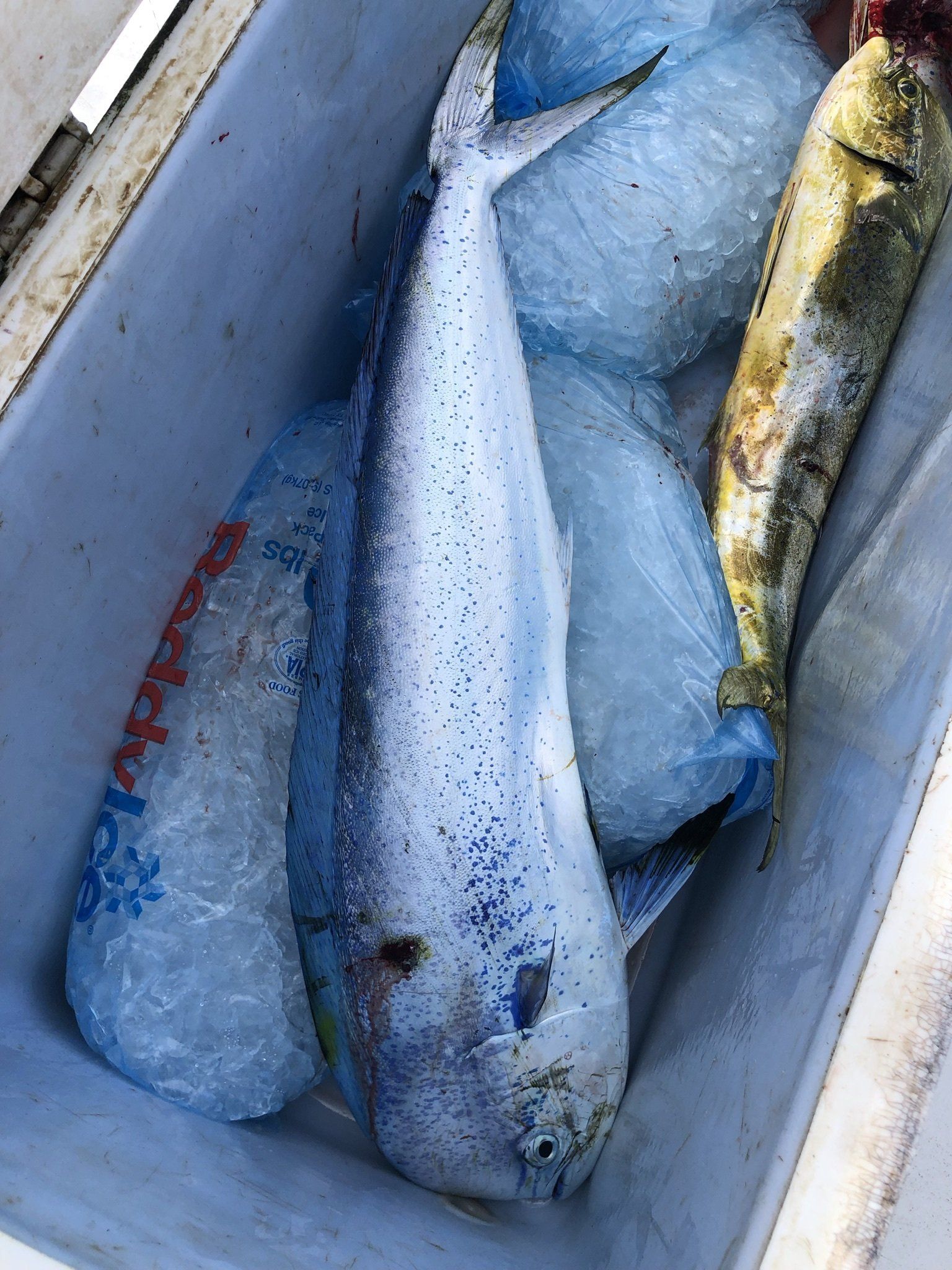 A bunch of fish are sitting on top of ice cubes in a cooler.