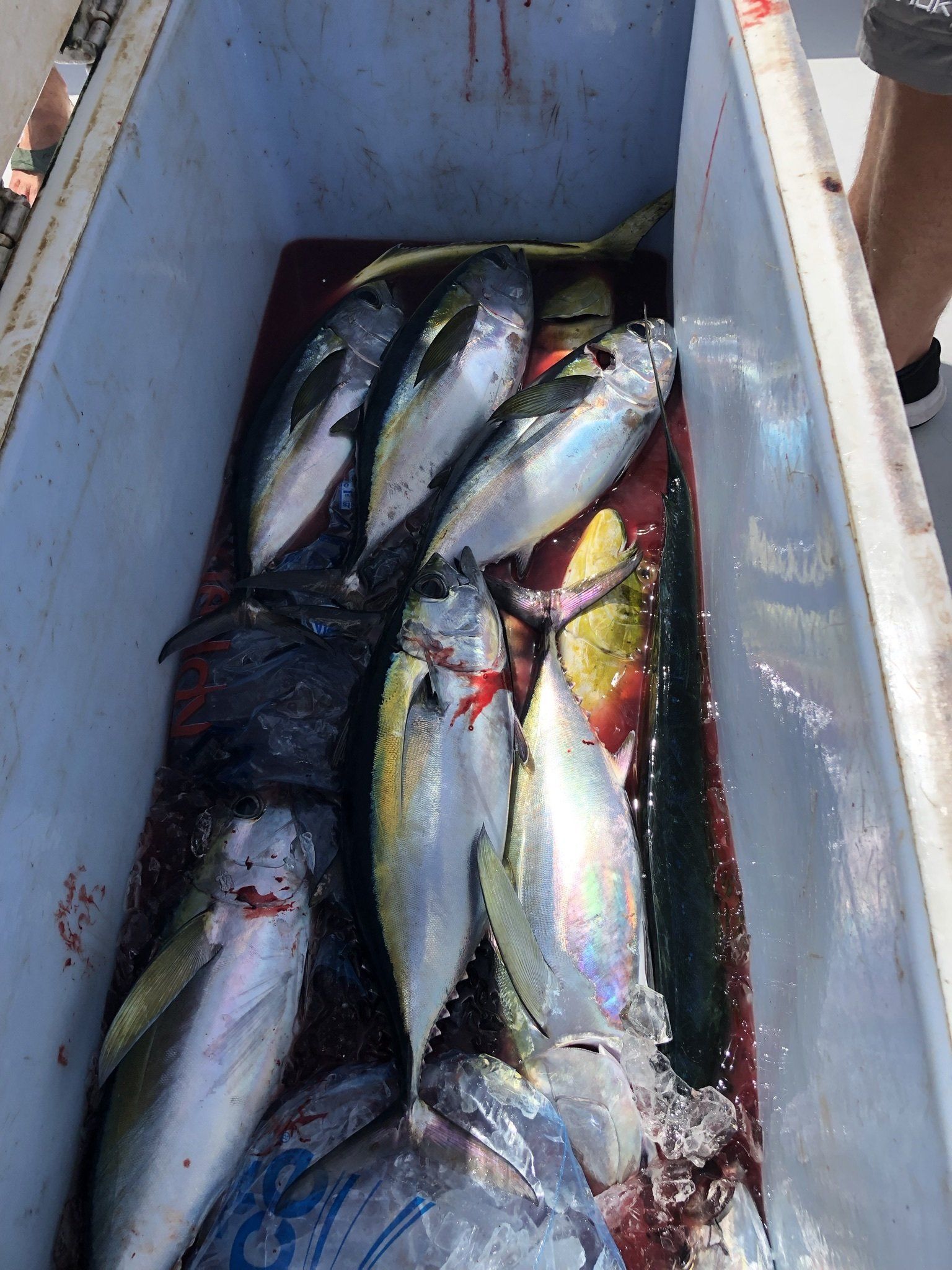 A bunch of fish are in a cooler on a boat.