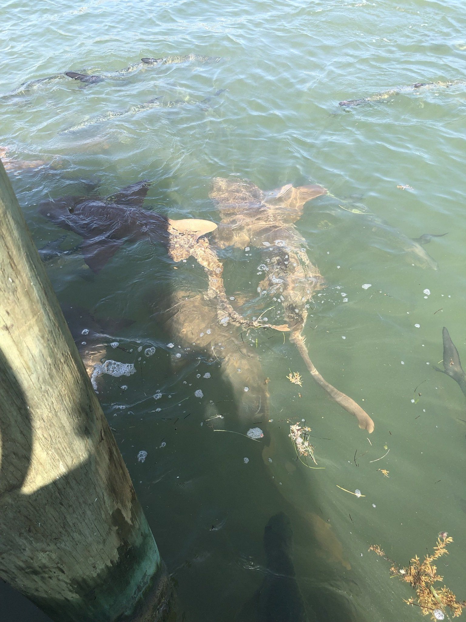 A group of dolphins are swimming in the water near a dock.