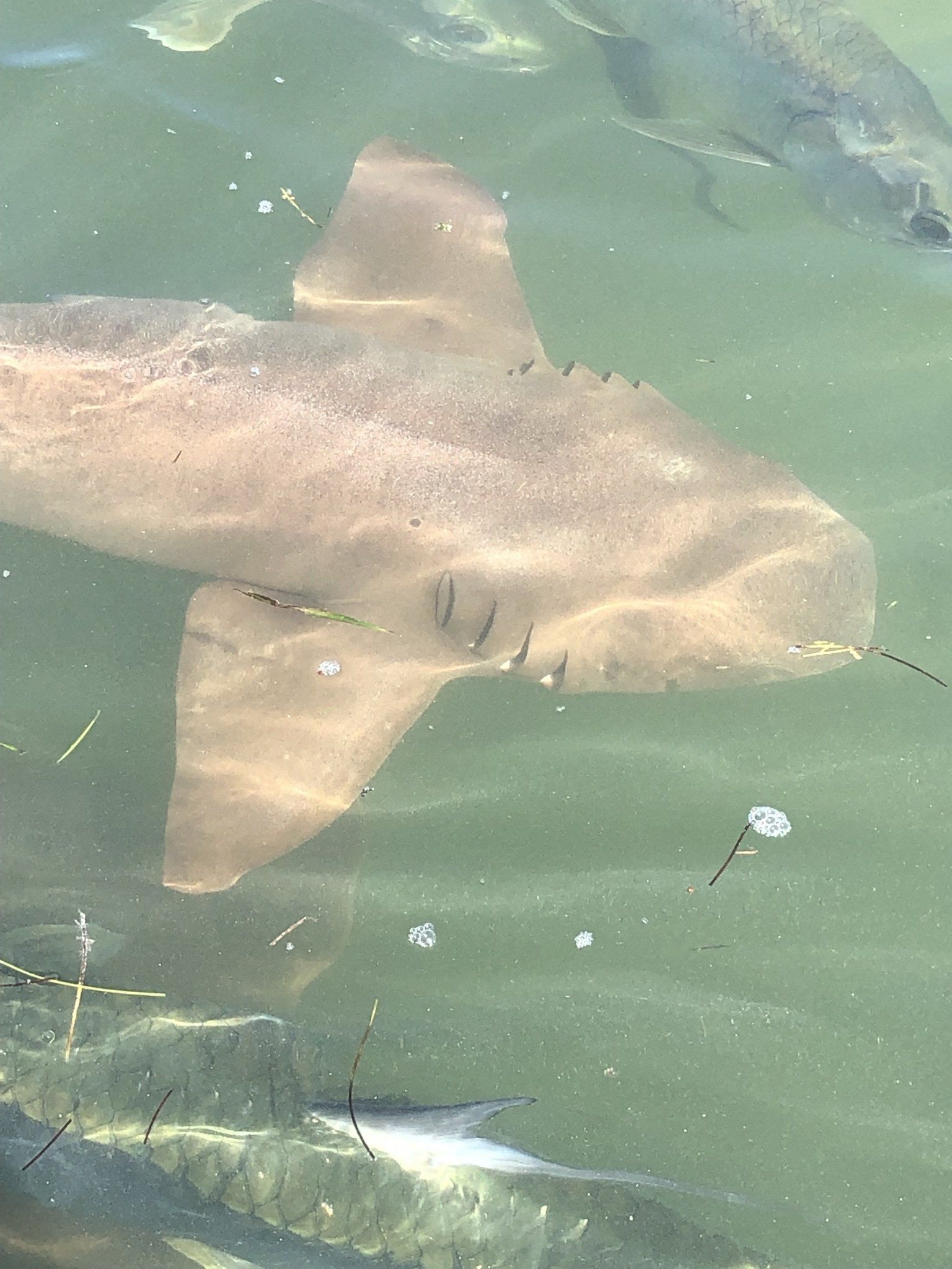 A shark is swimming in the water with other fish