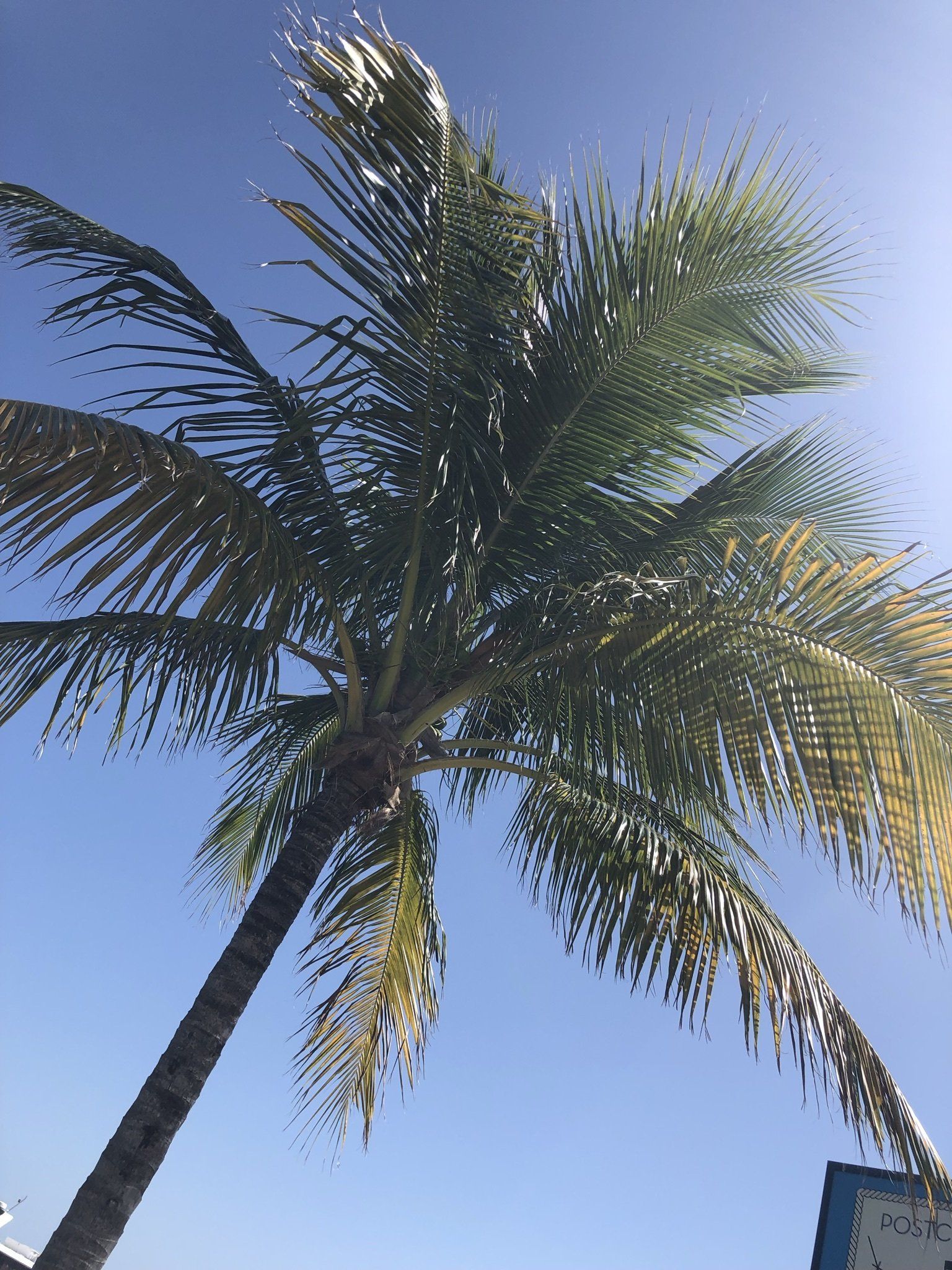 Looking up at a palm tree against a blue sky