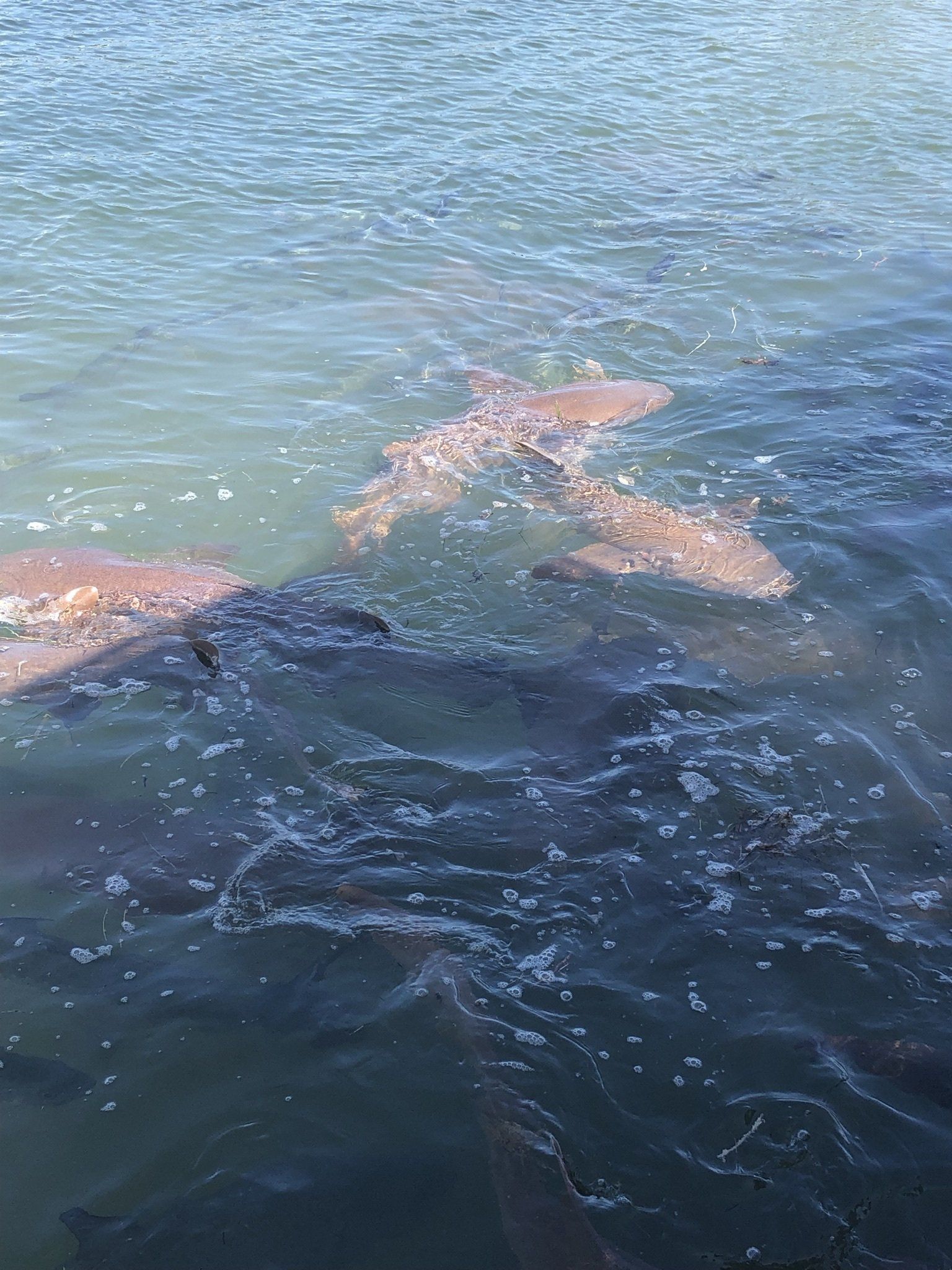 A group of dolphins are swimming in the water.