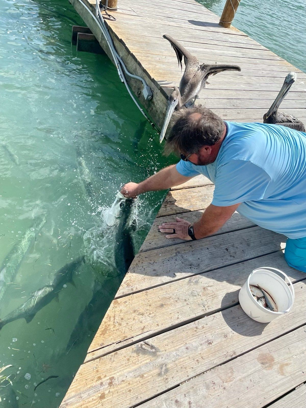 A man is feeding a dolphin on a dock.