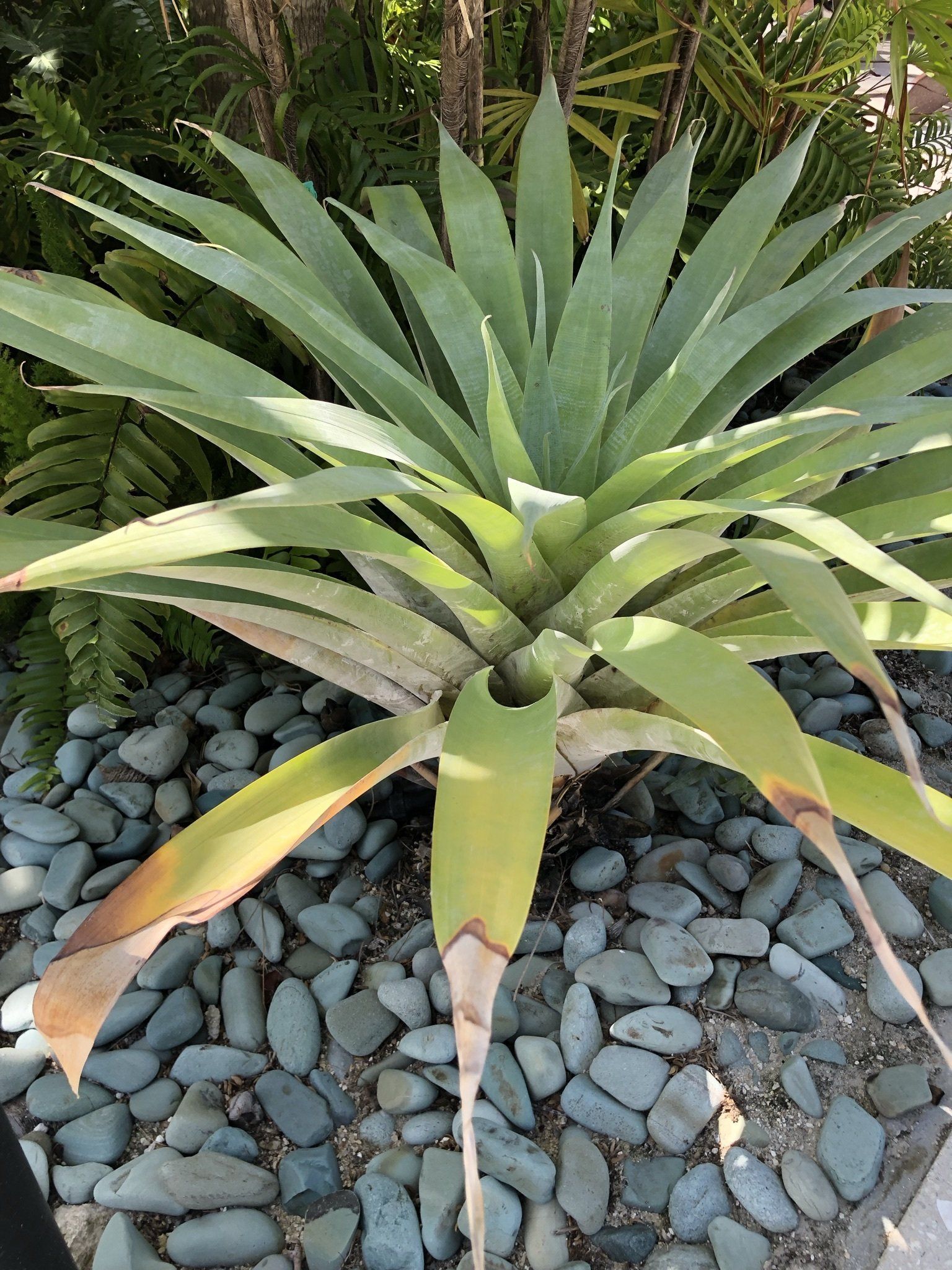 A large green plant is sitting on top of a pile of rocks.