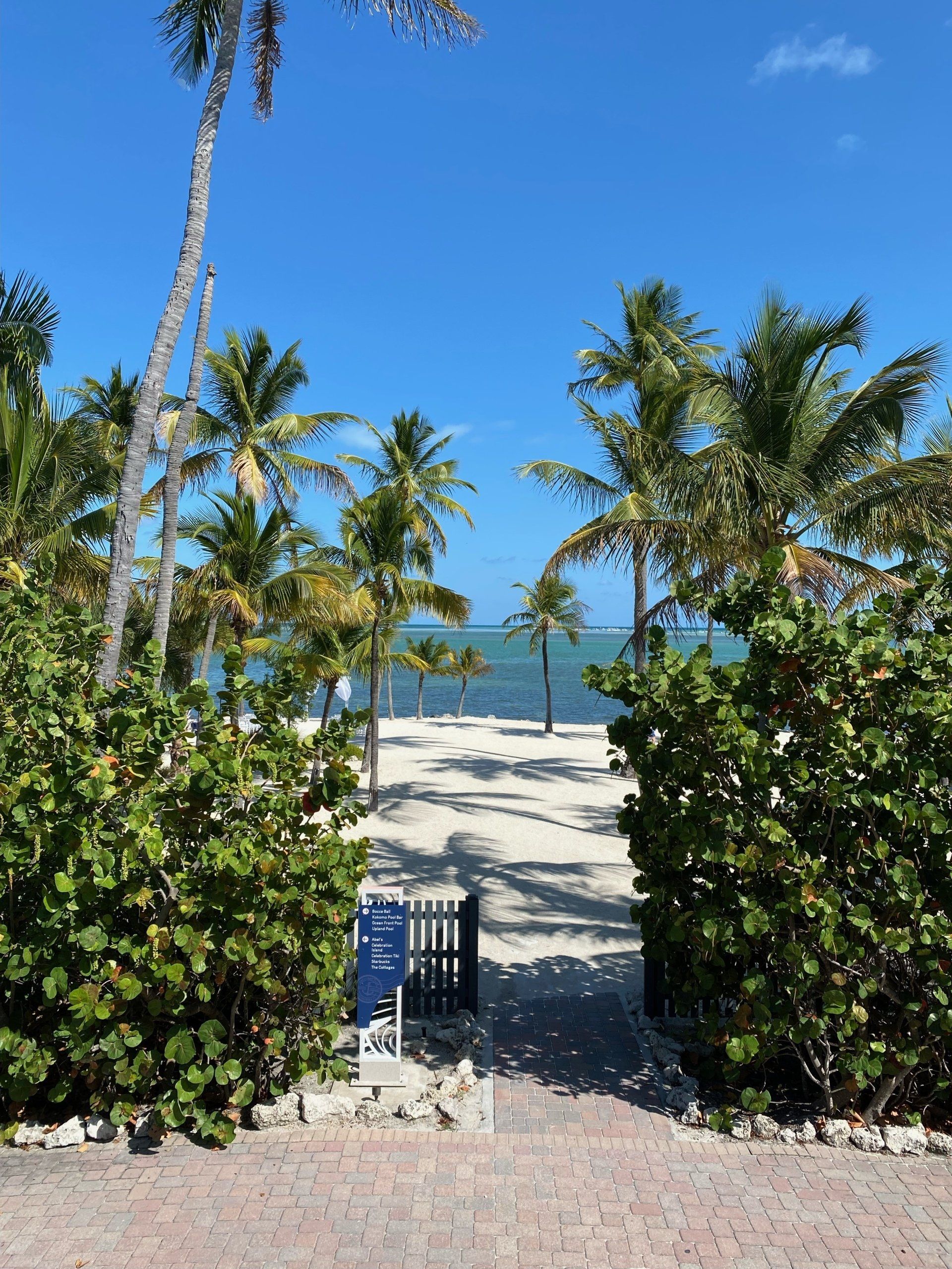 A path leading to a beach surrounded by palm trees