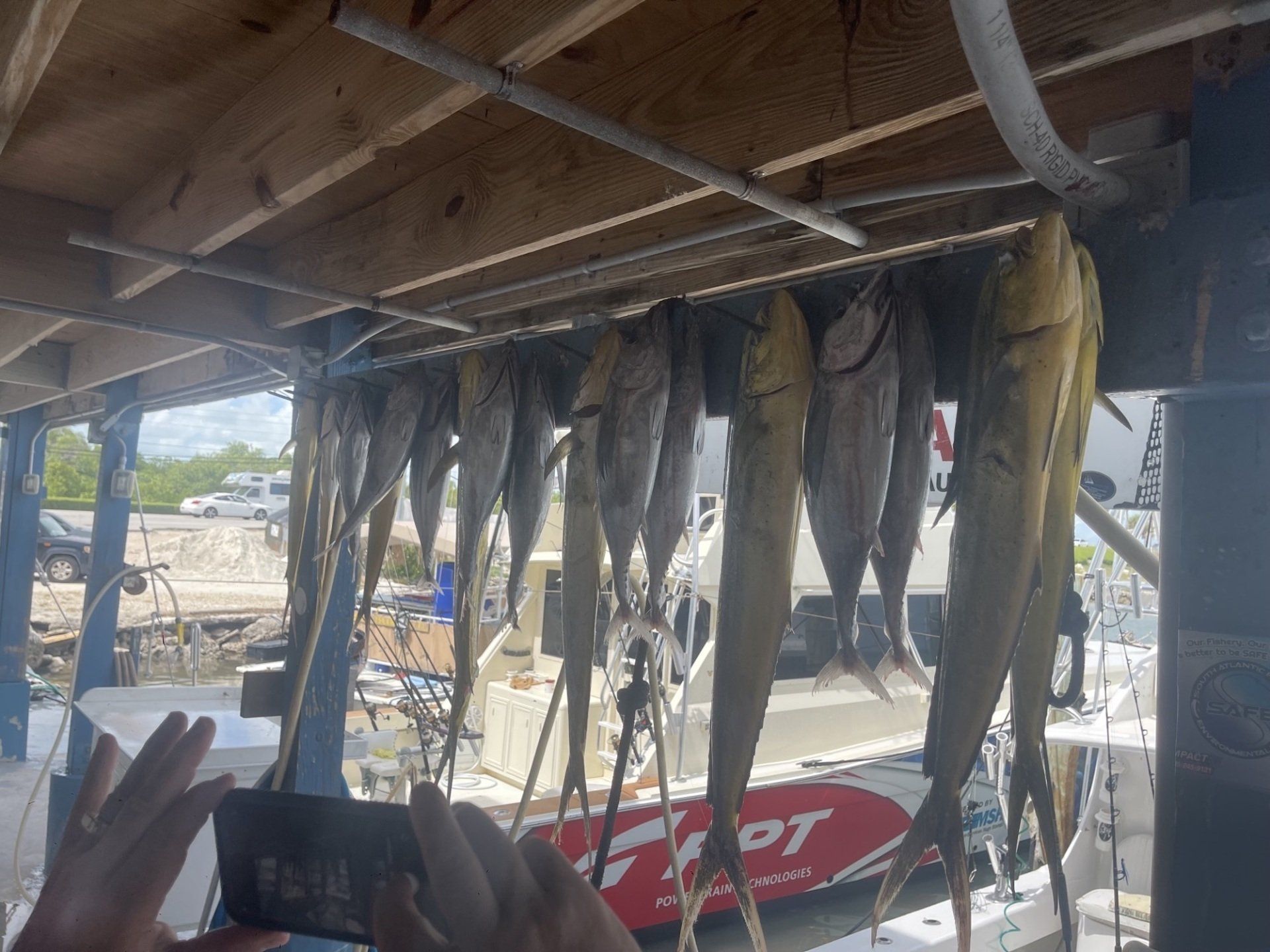 A person is taking a picture of a bunch of fish hanging from the ceiling.