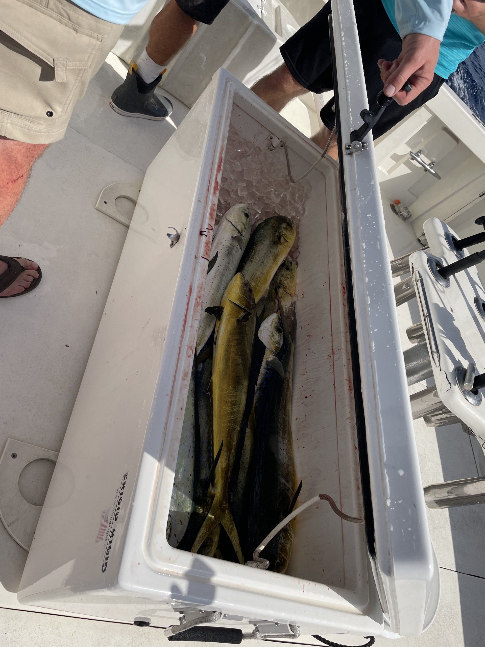 A person is holding a cooler full of fish on a boat.