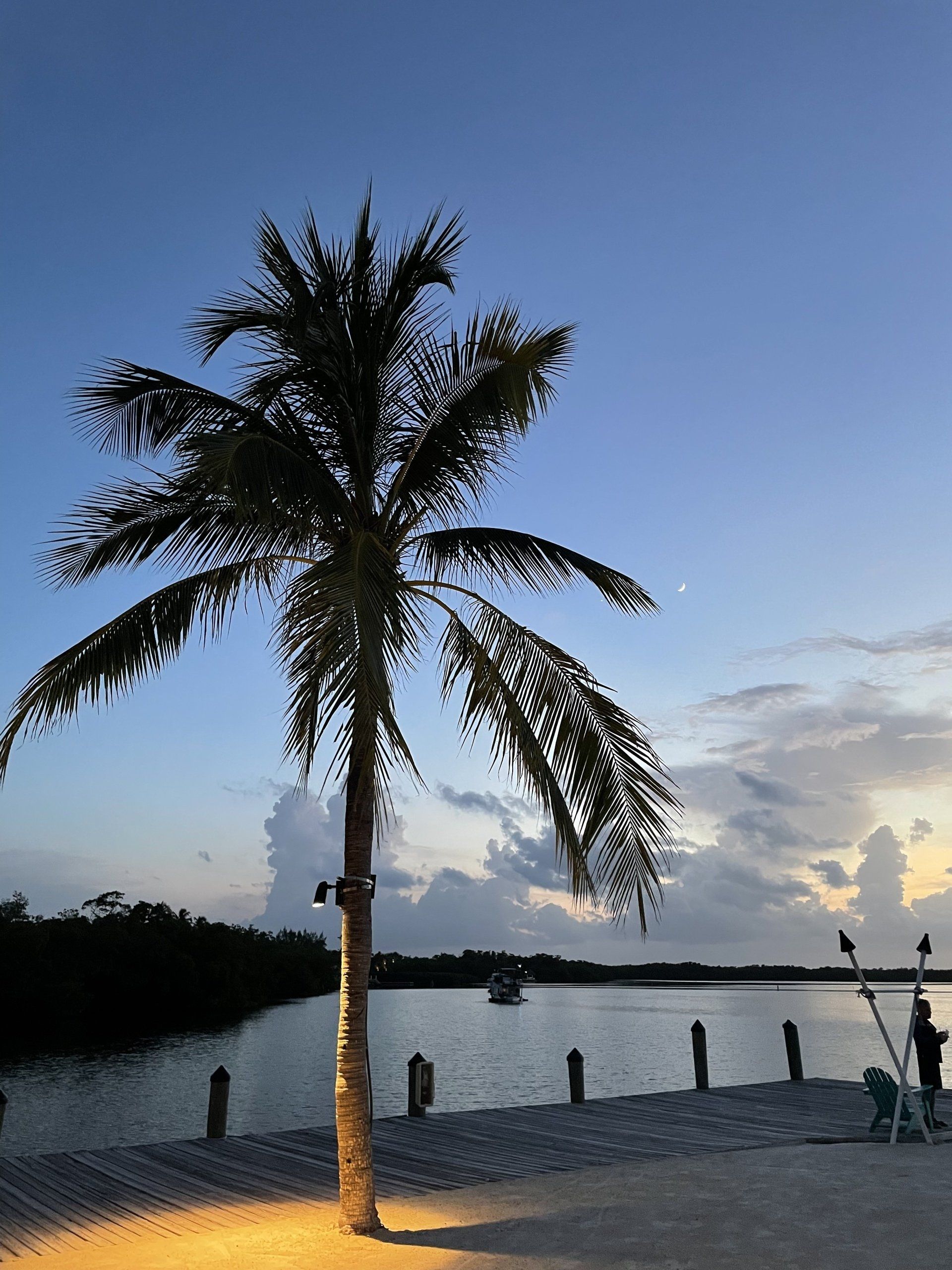 A palm tree on a beach with a body of water in the background