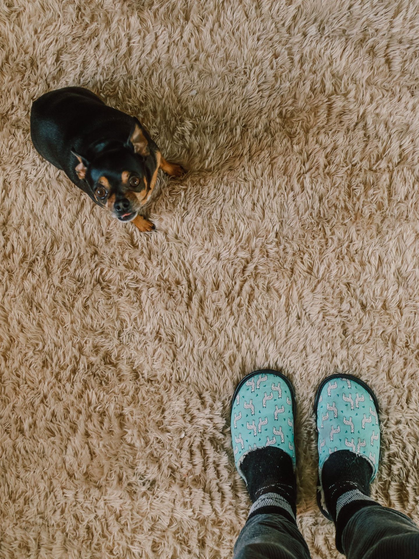 Carpet Cleaning Services Near Landmark
