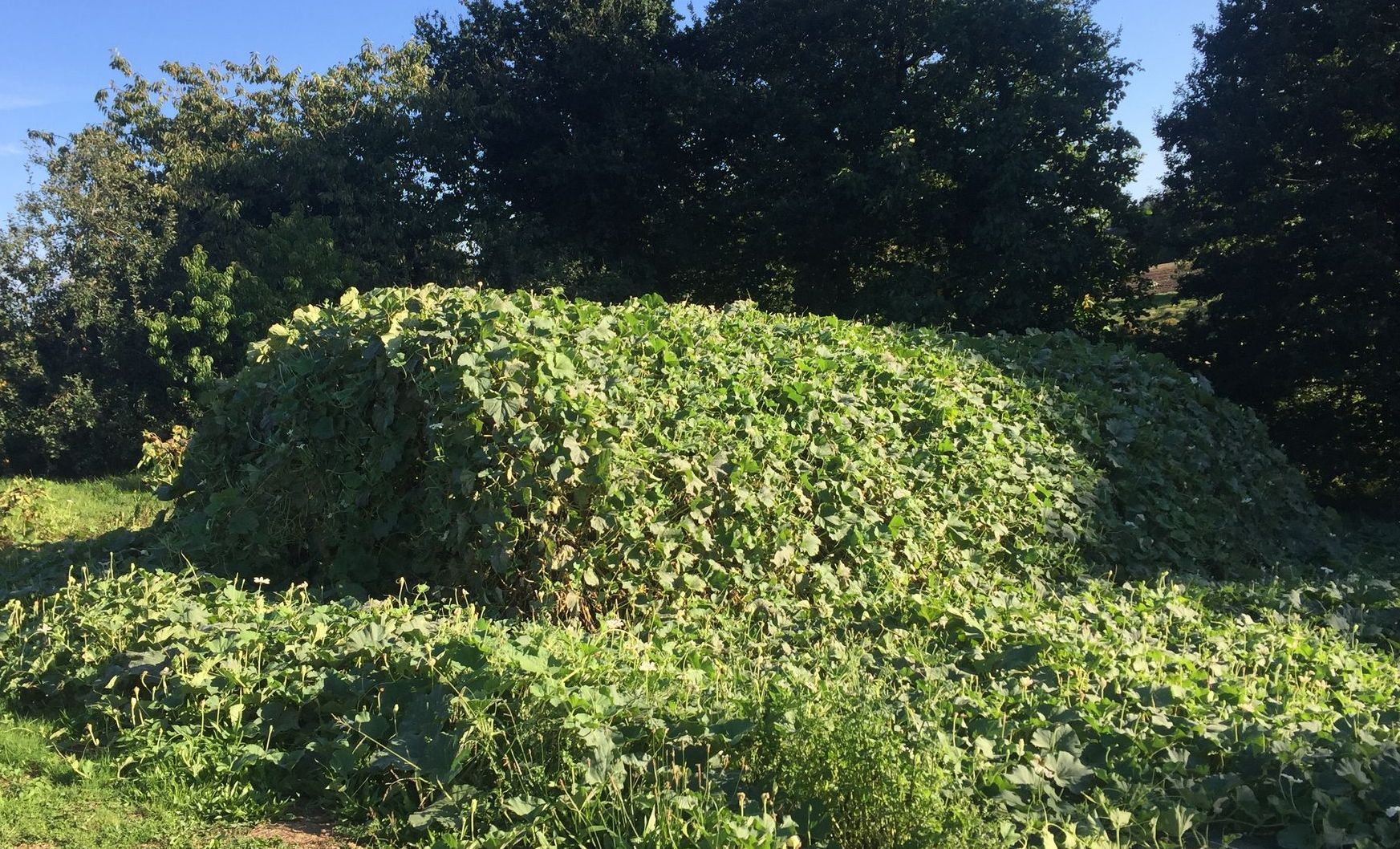 Serre végétalisée