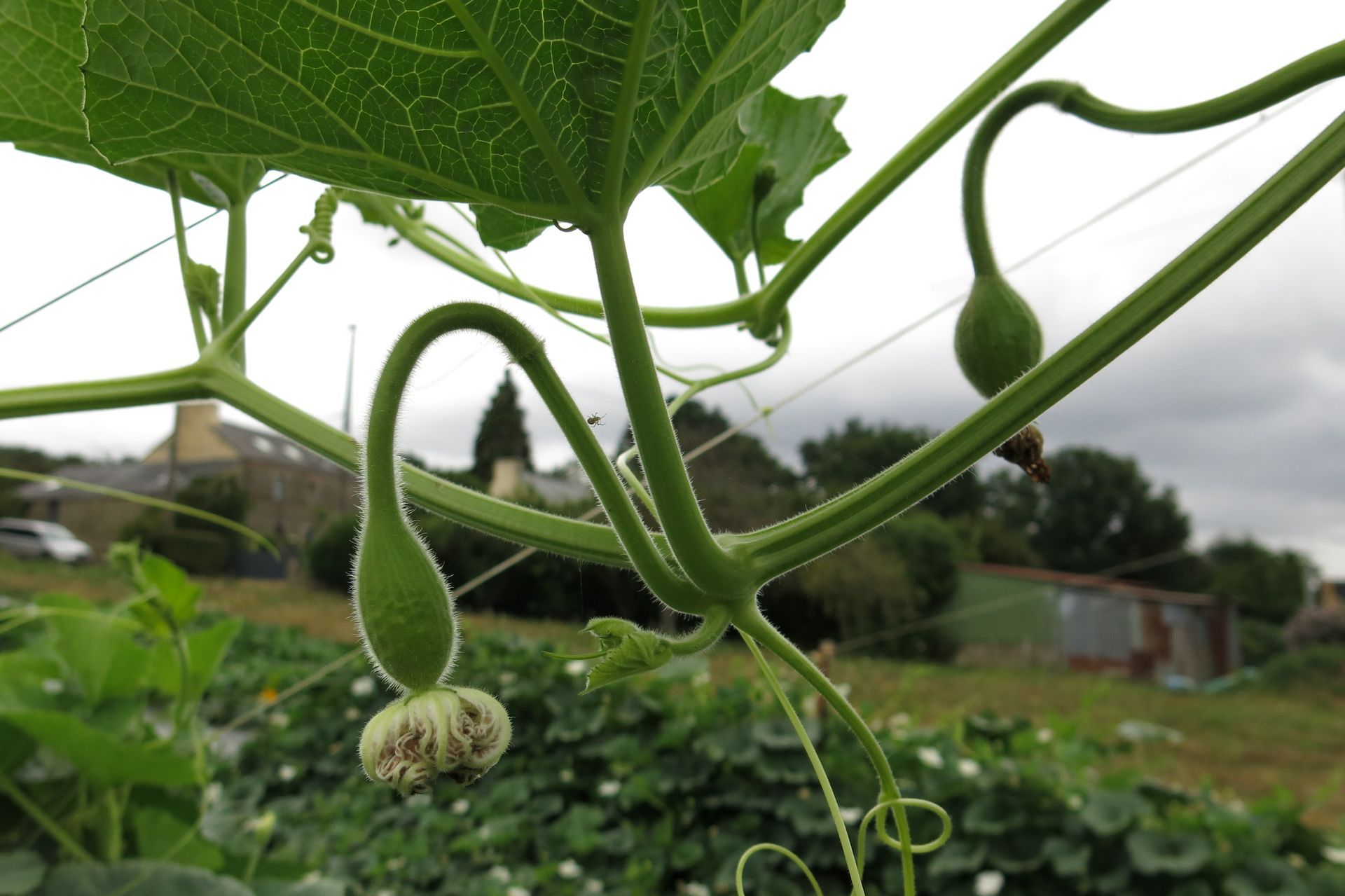 Naissance de la courge