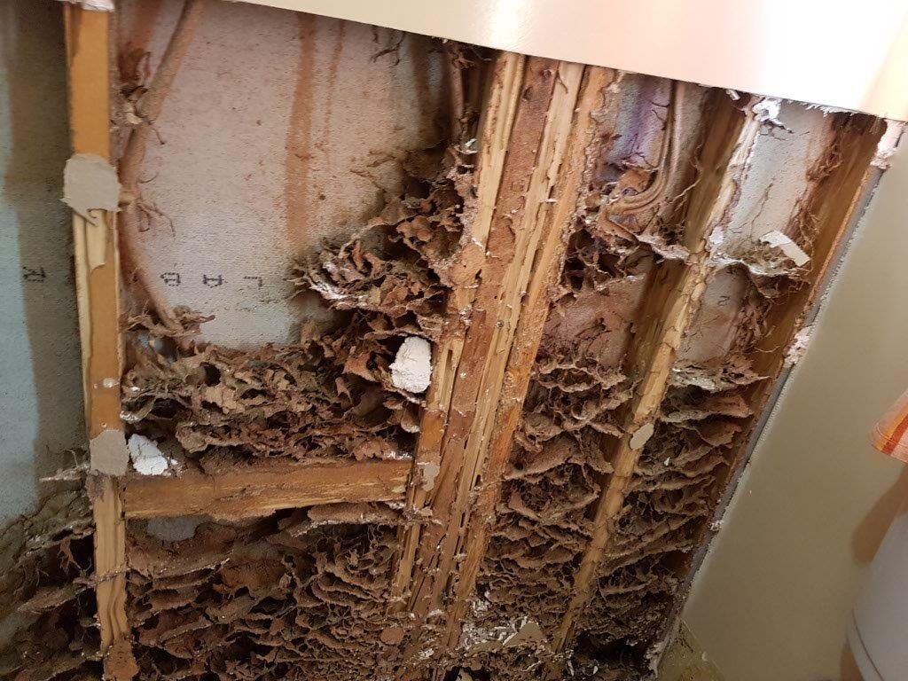 Termite nests and damage destroying a home in Toowoomba