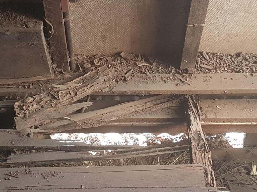Termite damaged flooring beams in a house in Toowoomba