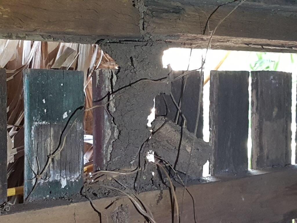 A large termite nest underneath the foundations of a home in Toowoomba