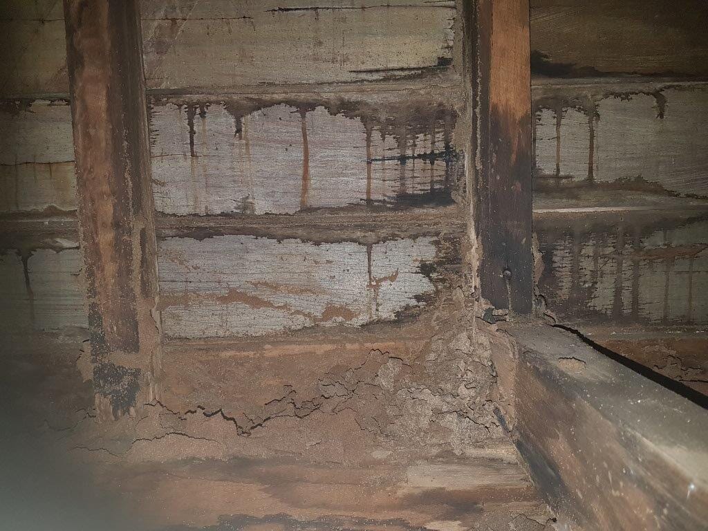 Internal walls of a home filled with termite nests in Toowoomba