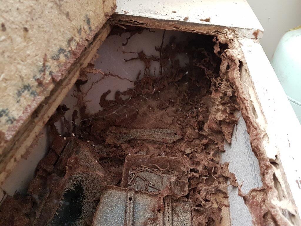 Termites in a cupboard in a home