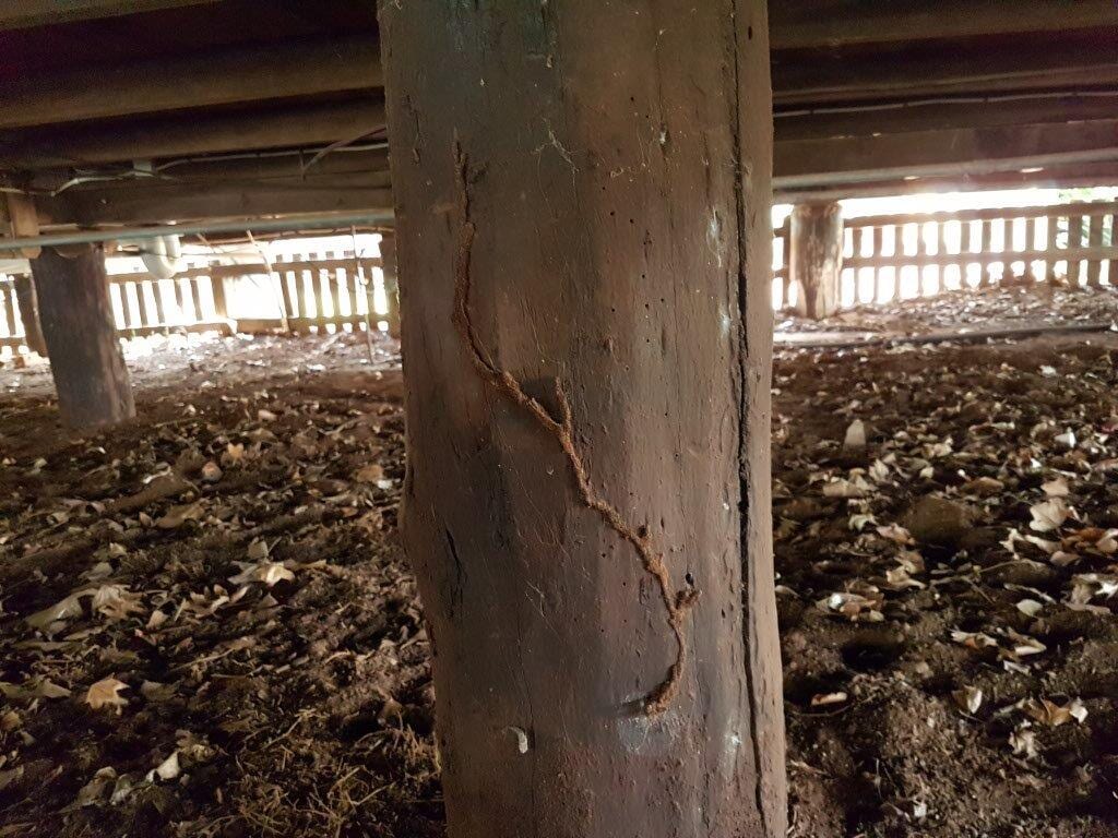 Termite trails up a structural beam of a home in Toowoomba