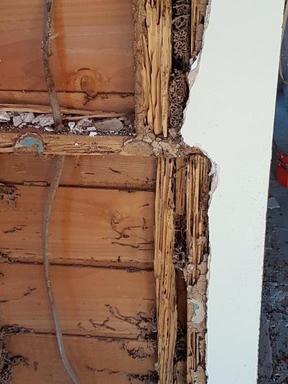Termites and pests in a wall of a home in Toowoomba