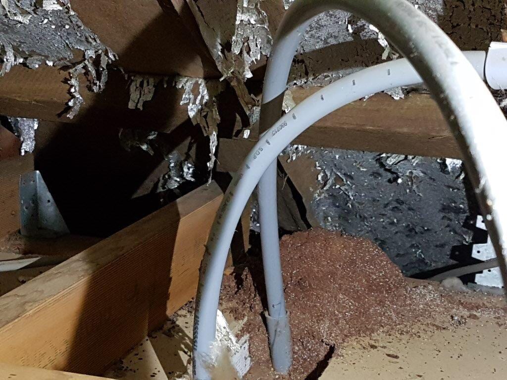 Termites in the roof of a home in Toowoomba