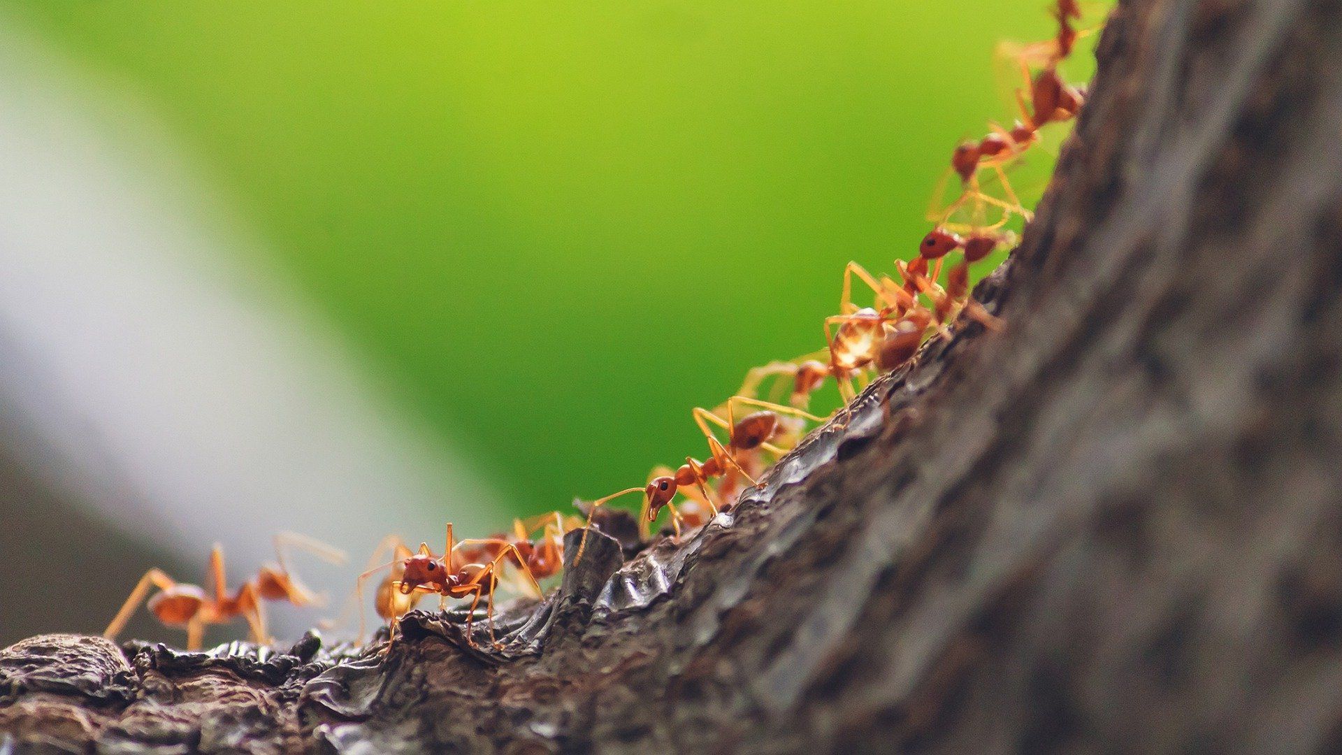 Ants walking up a tree trunk