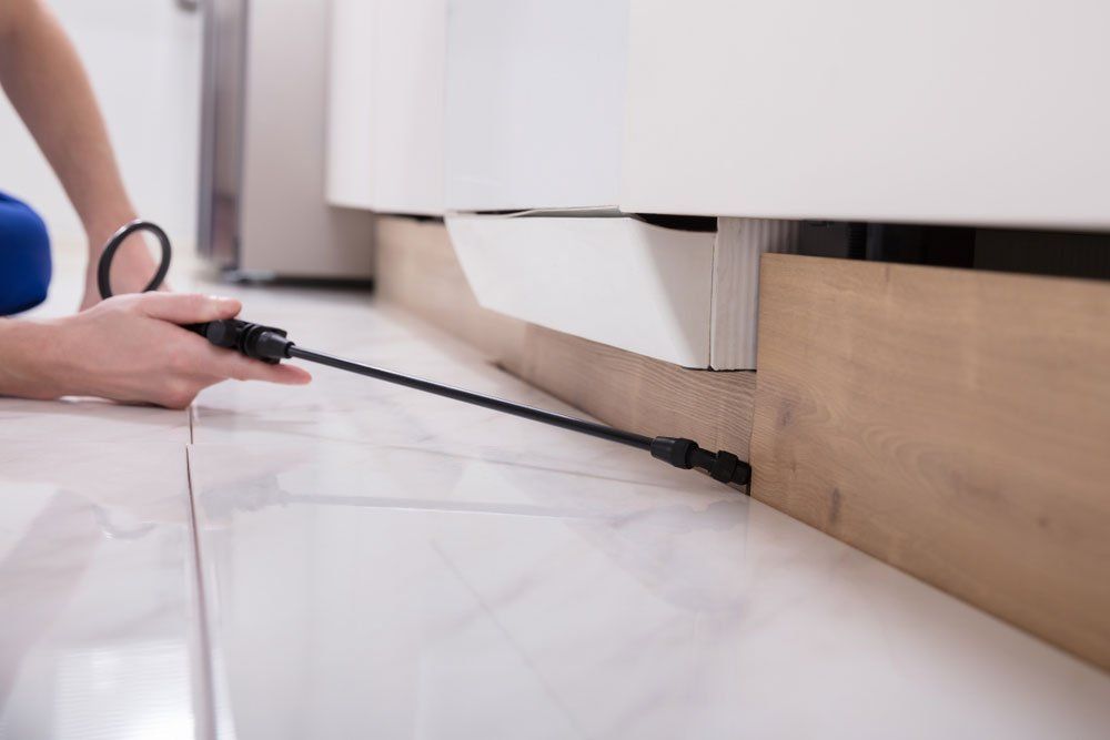 Pest Control Building and Pest Inspection Toowomba