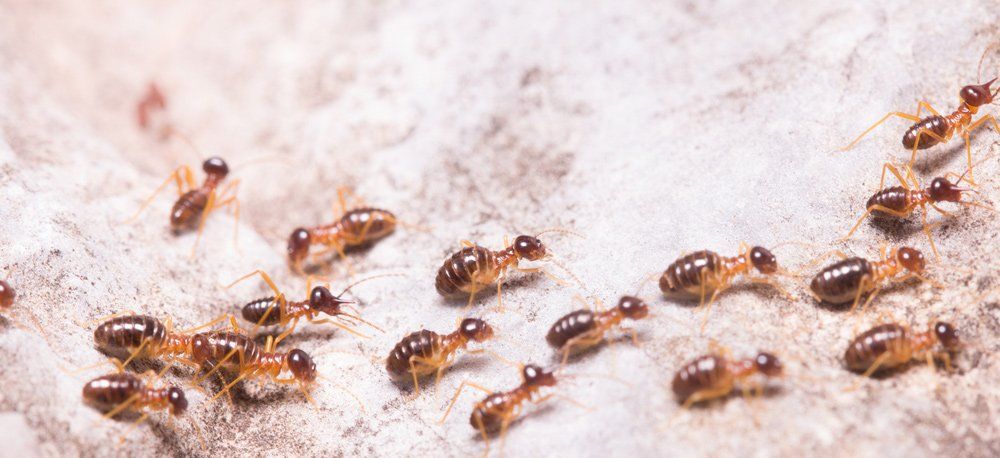 Colony Of Termites around a property in Toowoomba