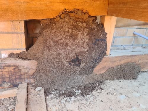 Termites in the wall of a residential home in Toowoomba