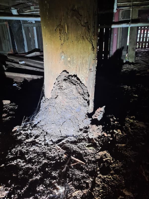 Termites On A Stump in Toowoomba