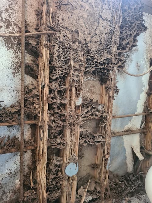 Termites On Woden Wall | Keiran Mortimer Pest Control