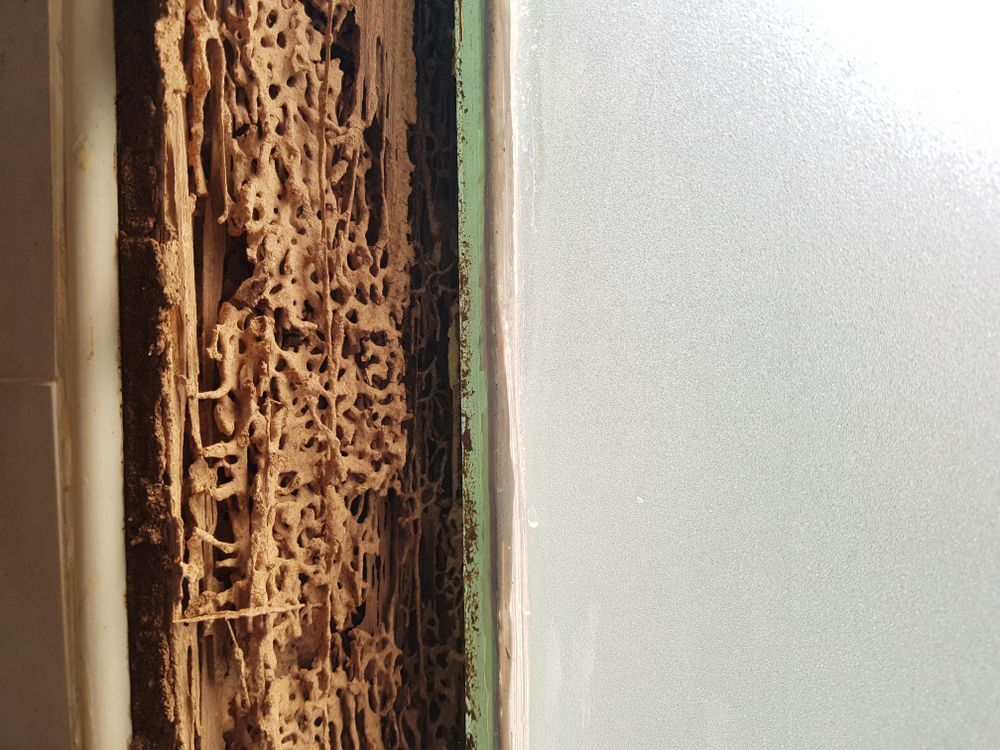 Small Holes in Wood Caused By Termites