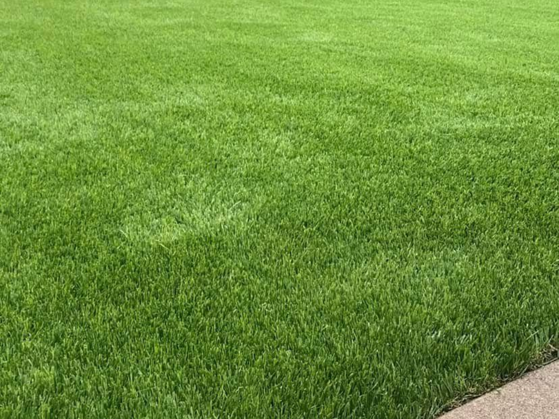 A close-up view of a vibrant green, neatly trimmed lawn bordering a light-colored sidewalk.