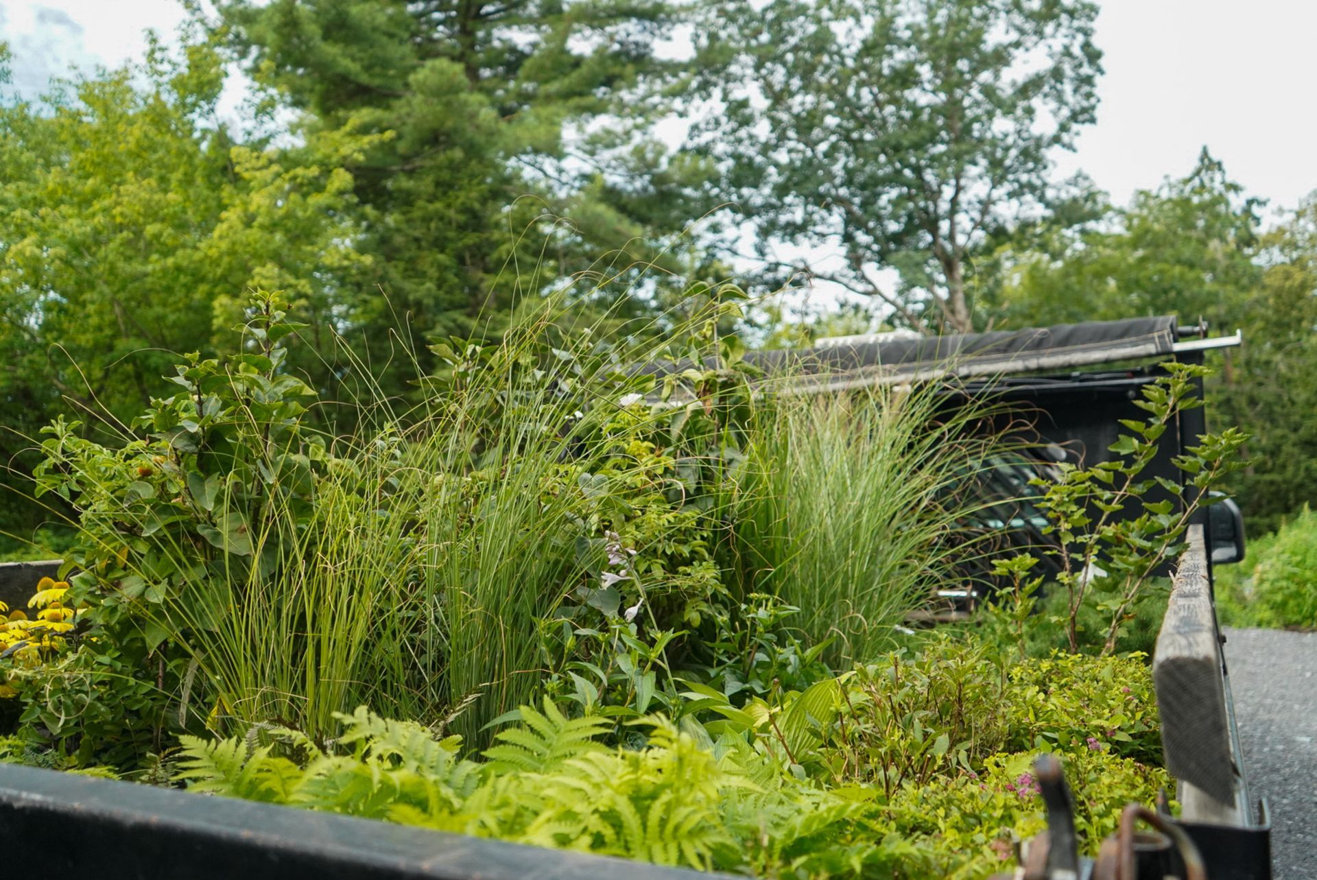 Lush green garden with various plants and a small weathered shed in the background.