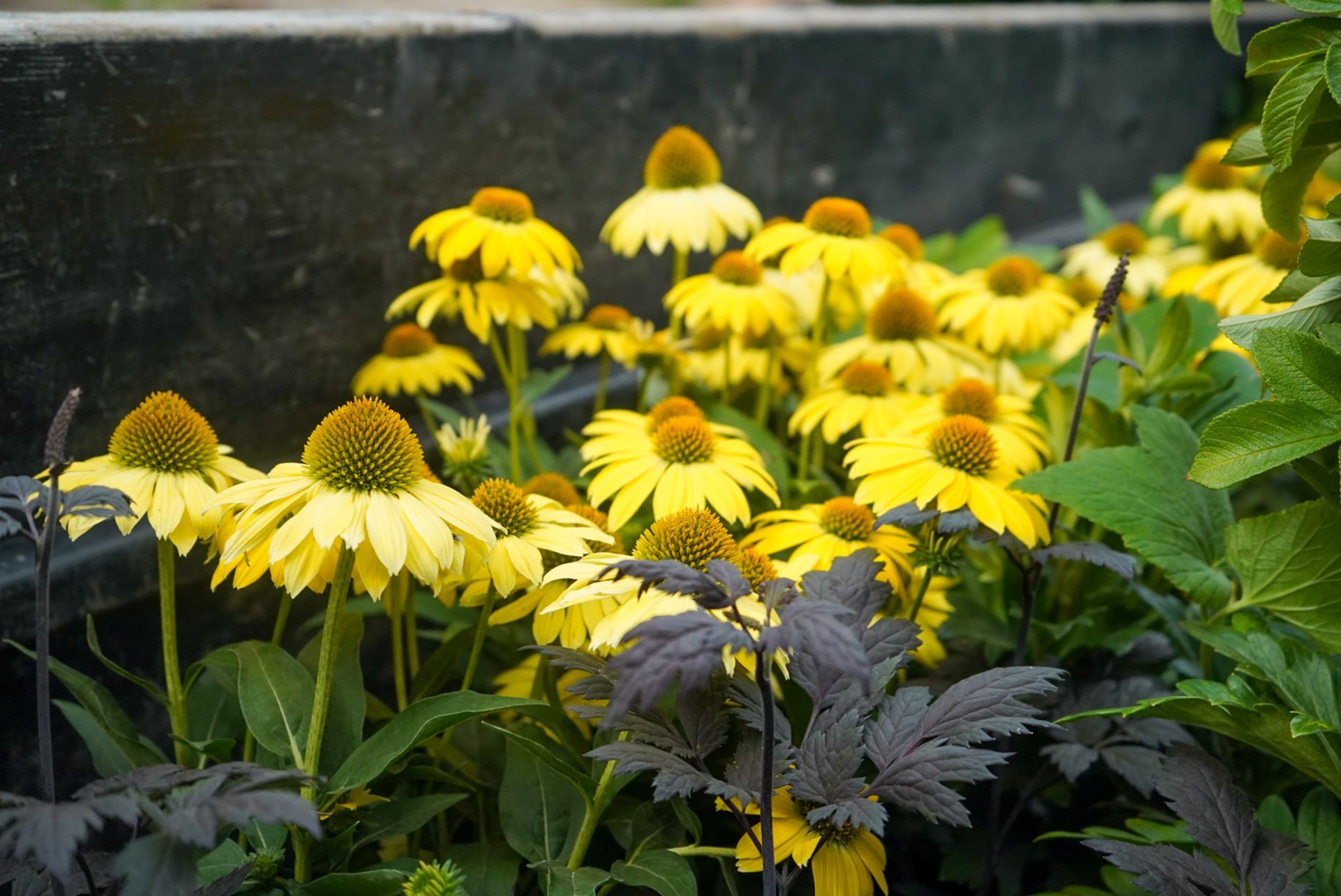 Yellow coneflowers growing in a garden bed alongside dark foliage plants, adding colour and texture.
