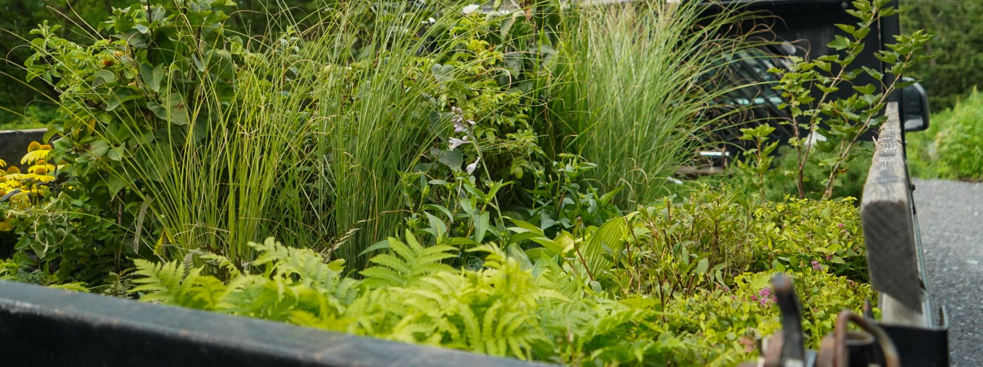 Mature residential garden with ornamental grasses, shrubs, and layered planting.