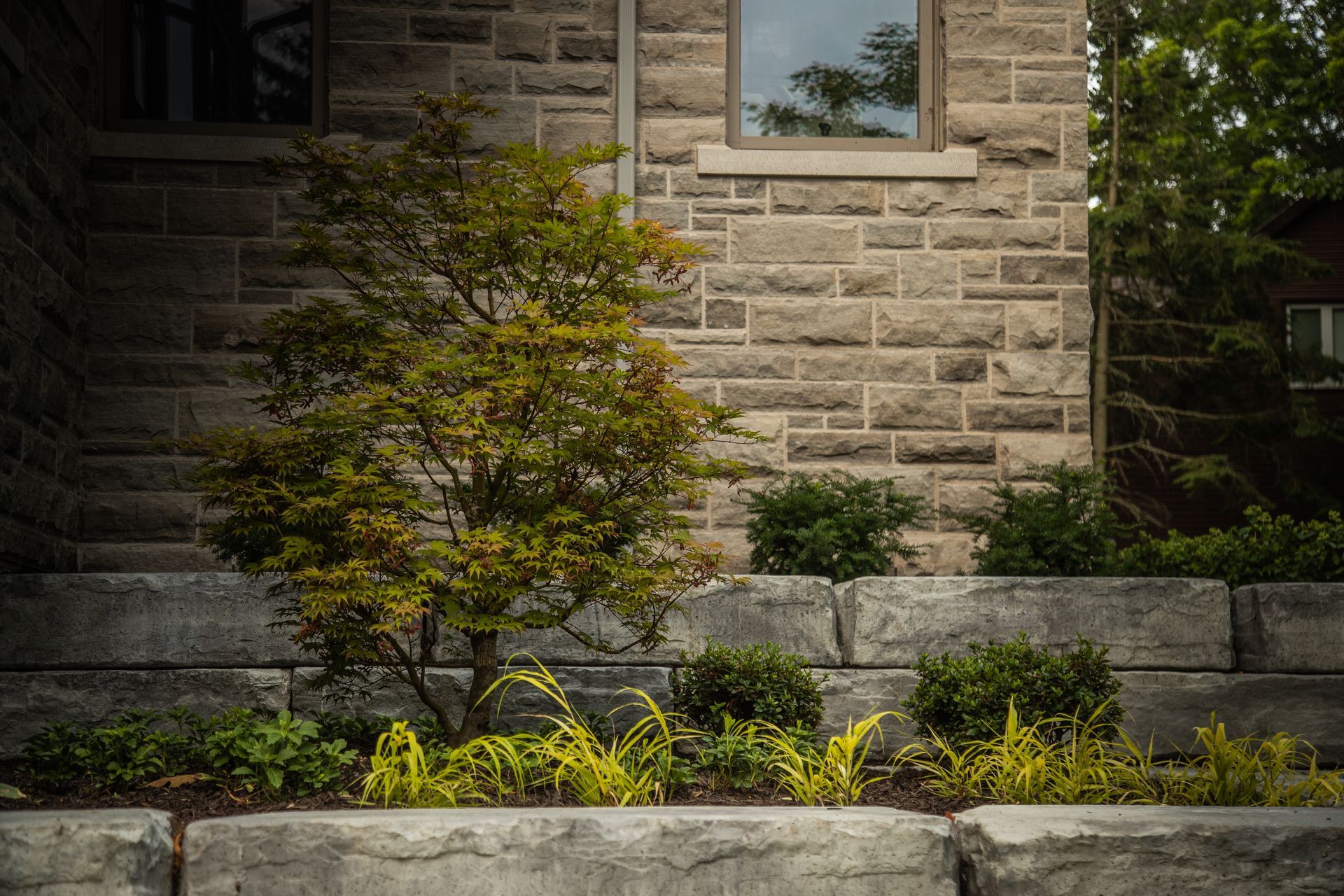 Small tree and shrubs in front of a stone building with a window.