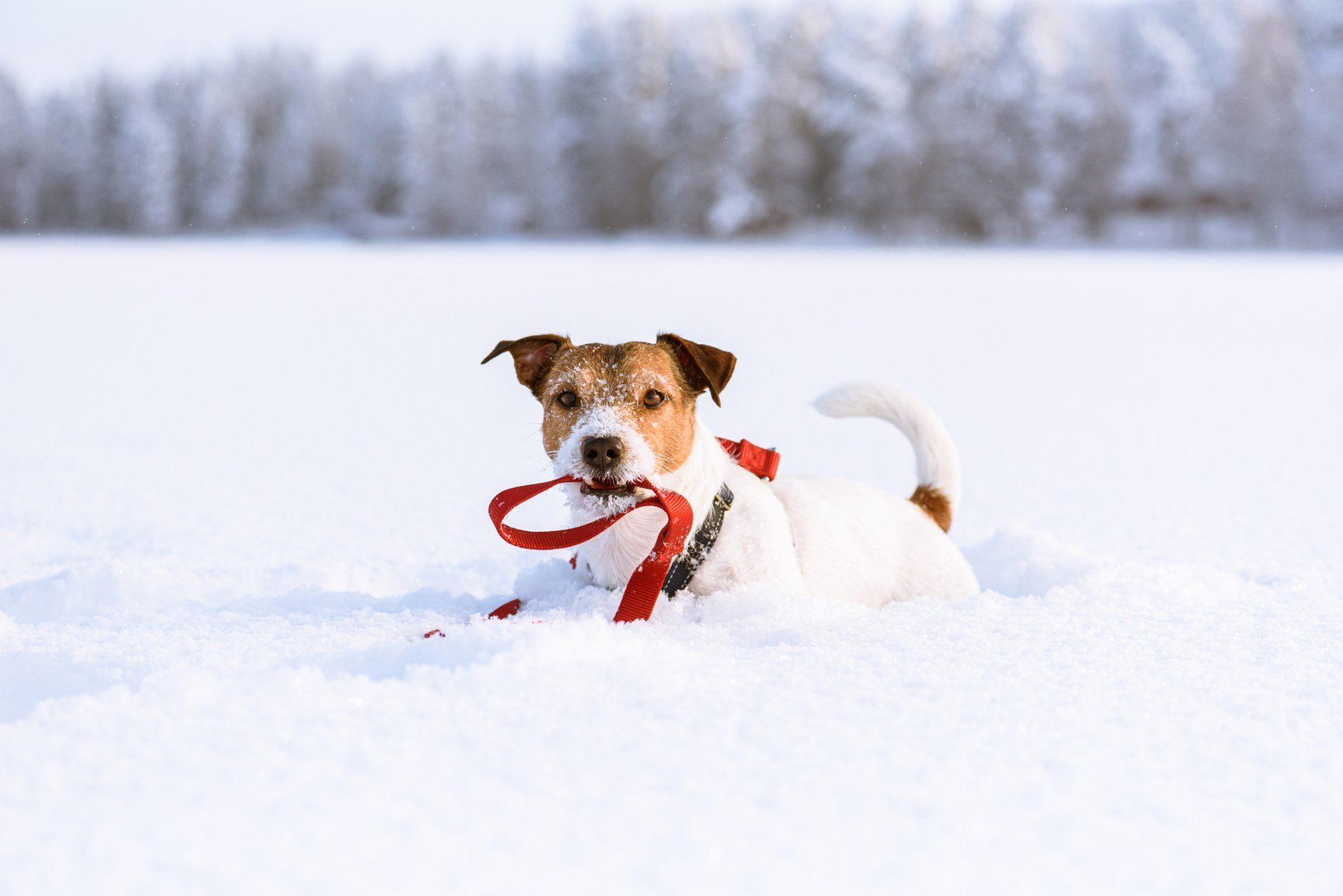 Expert Off-Leash — Denver, CO — No2Alike Dog Training