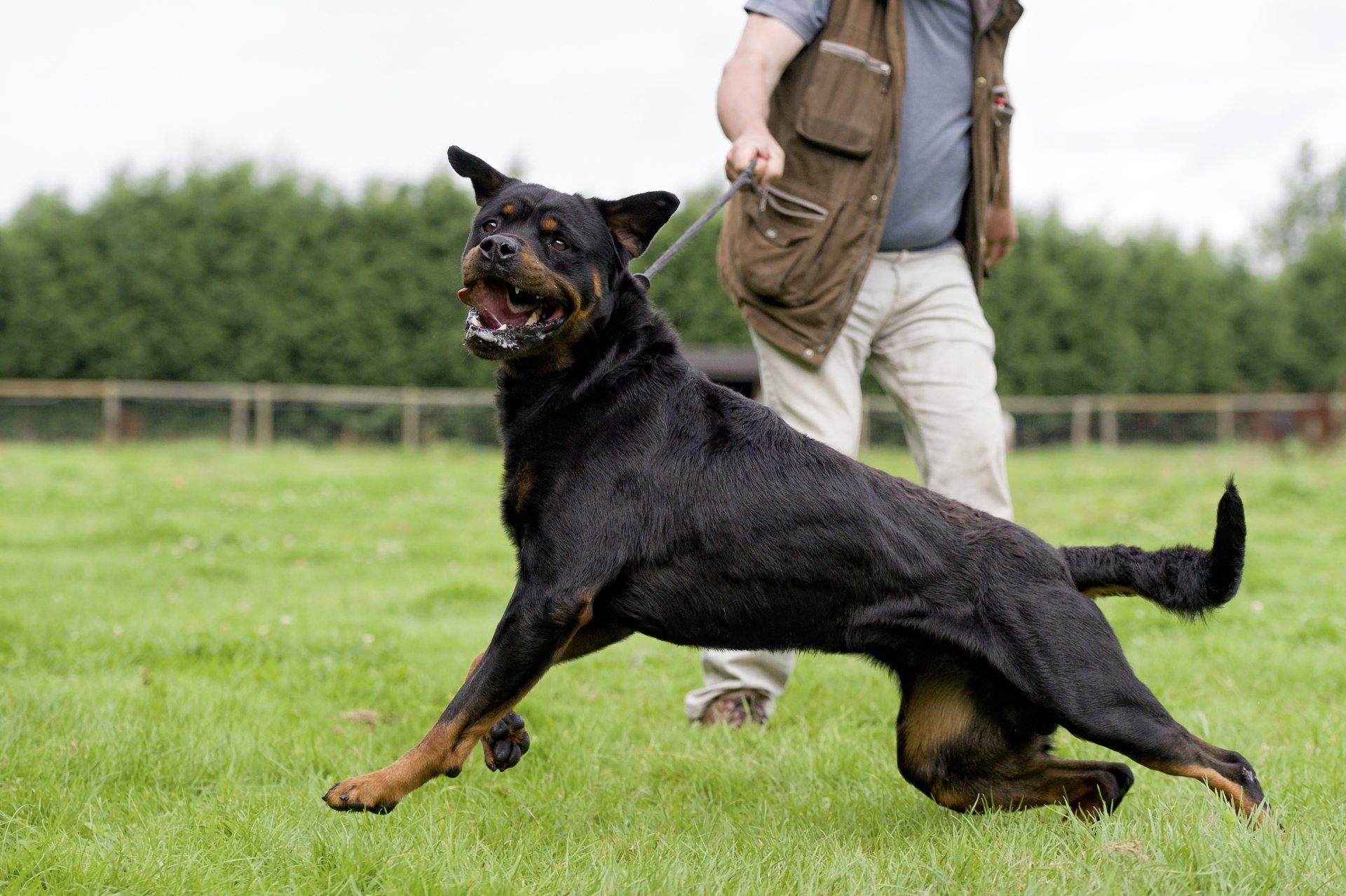 Heavy Aggression — Denver, CO — No2Alike Dog Training
