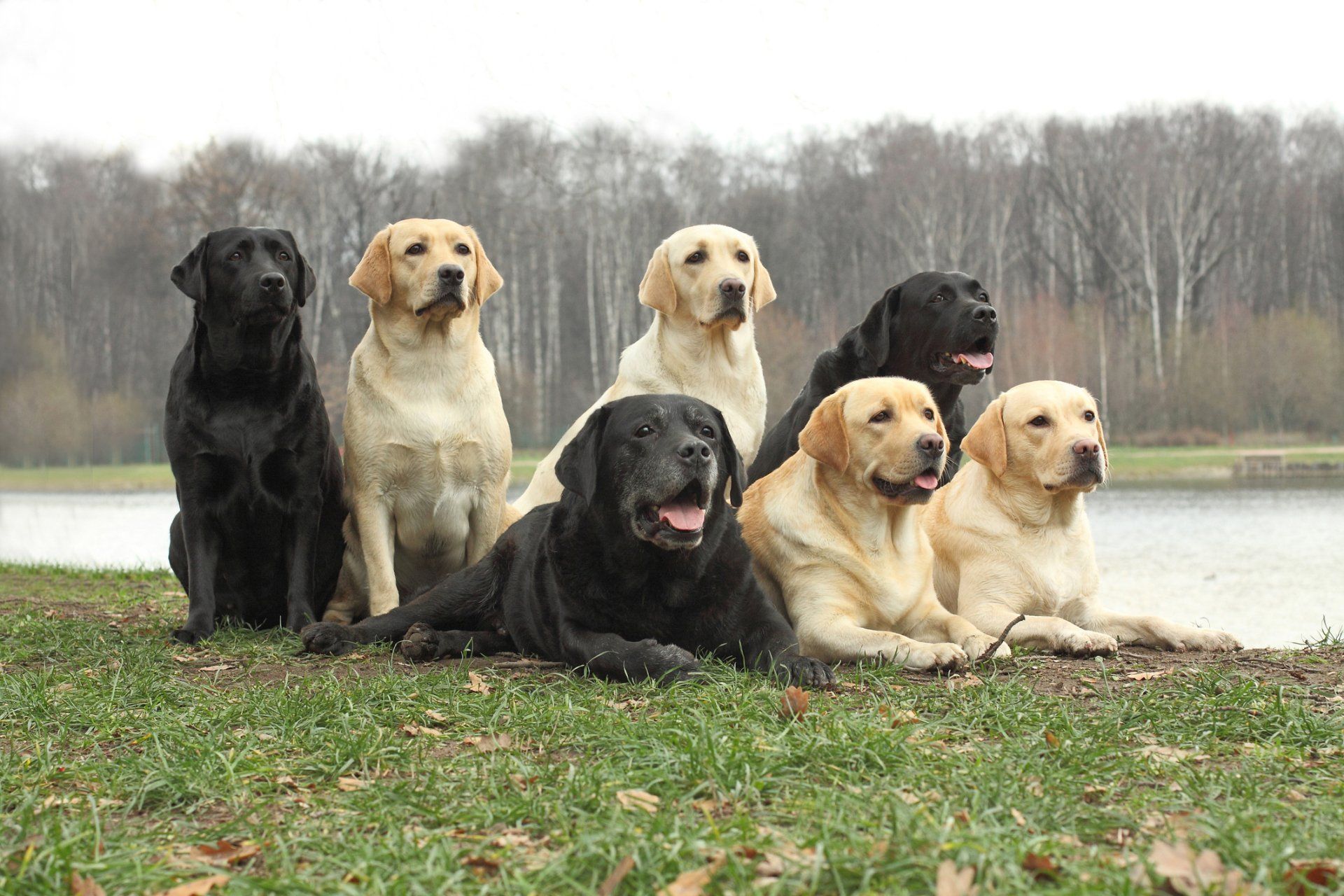 Group Training — Denver, CO — No2Alike Dog Training