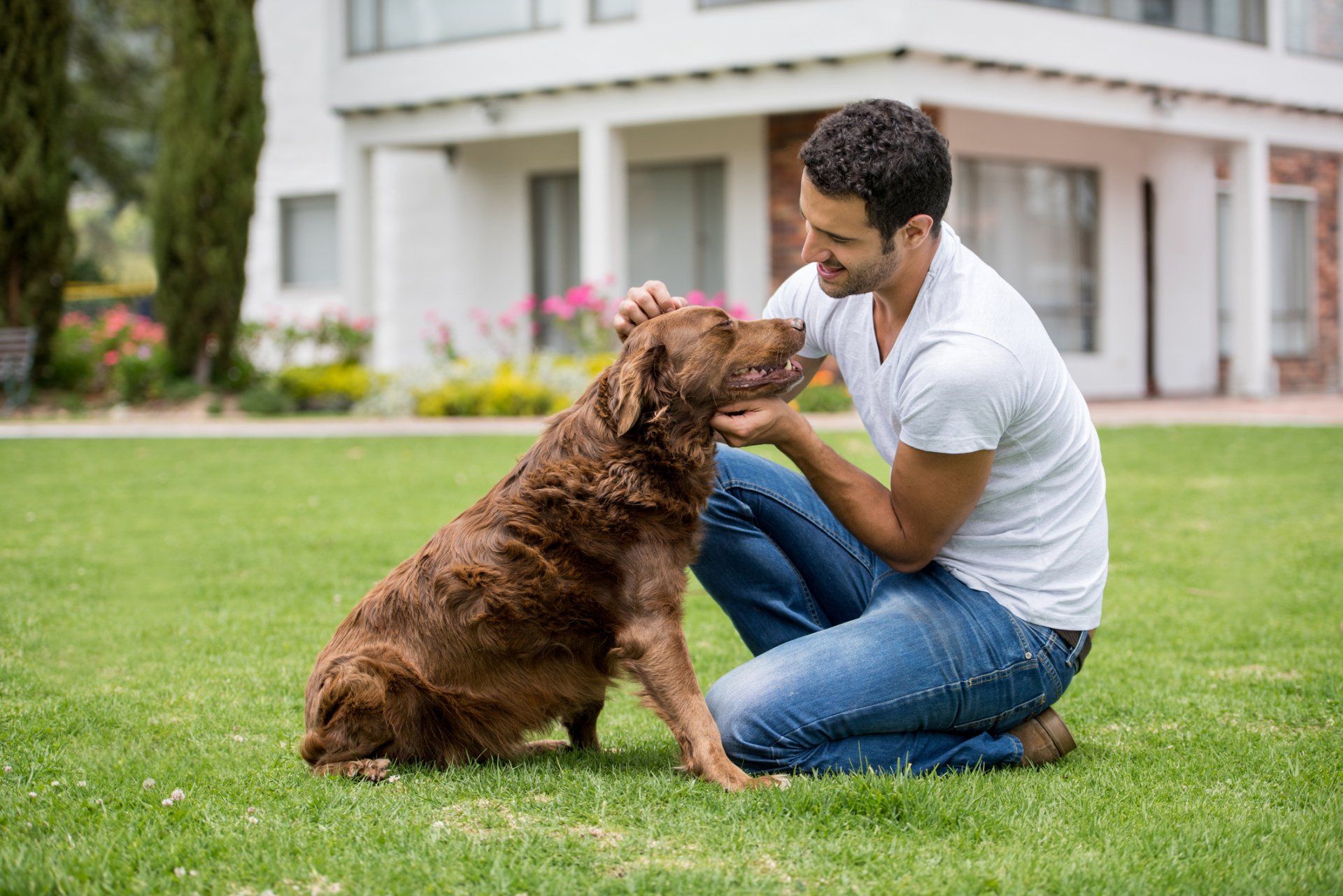 One-On-One Training — Denver, CO — No2Alike Dog Training