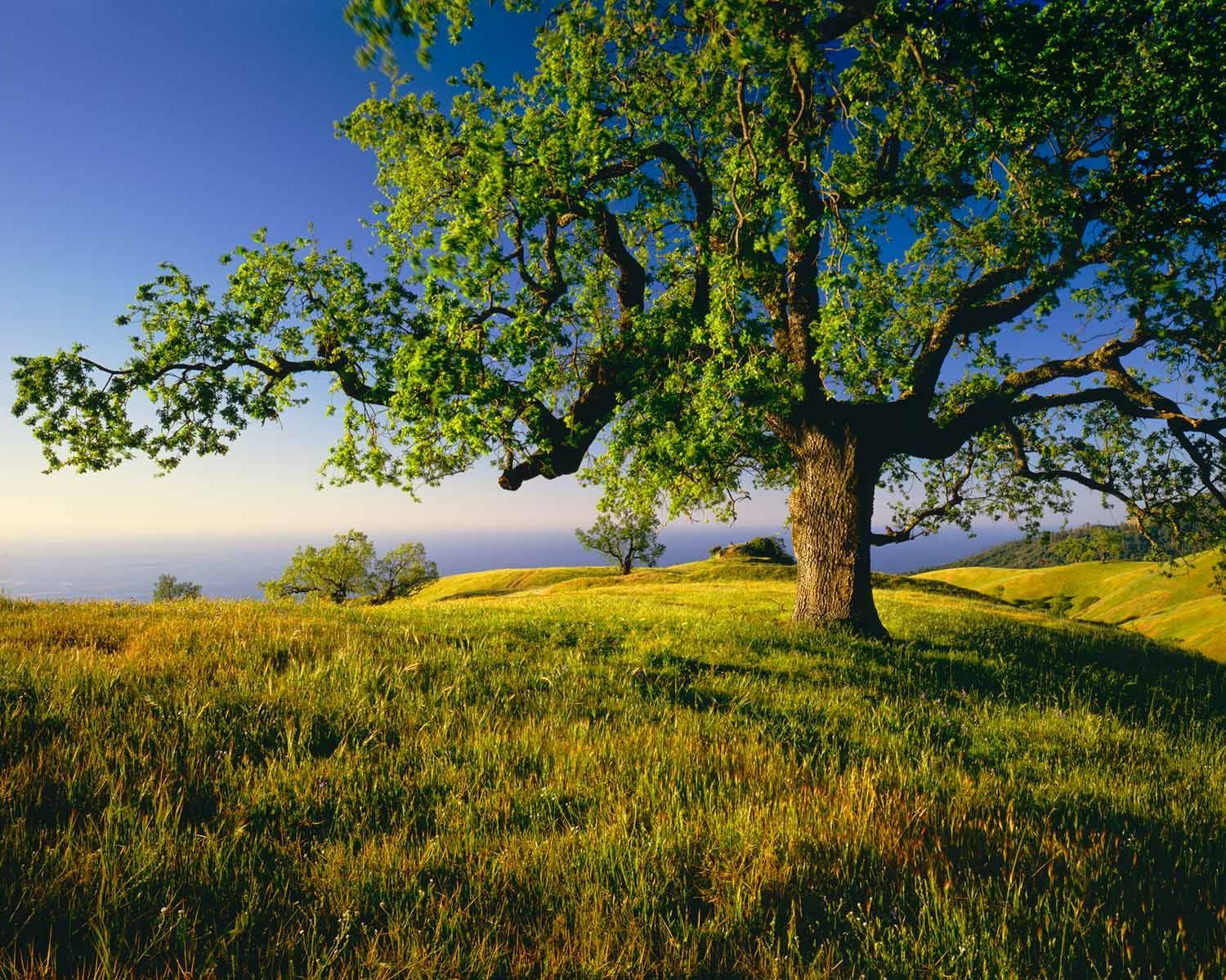 A Tree in a Grassy Field — Laguna Hills, CA — Dr. Debra A Hill, MD