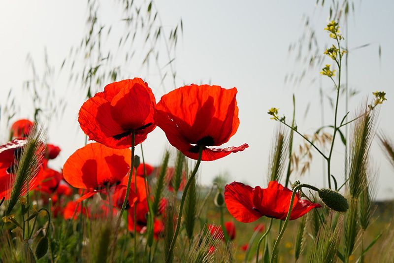 a field of red flowers with a yellow flower in the background