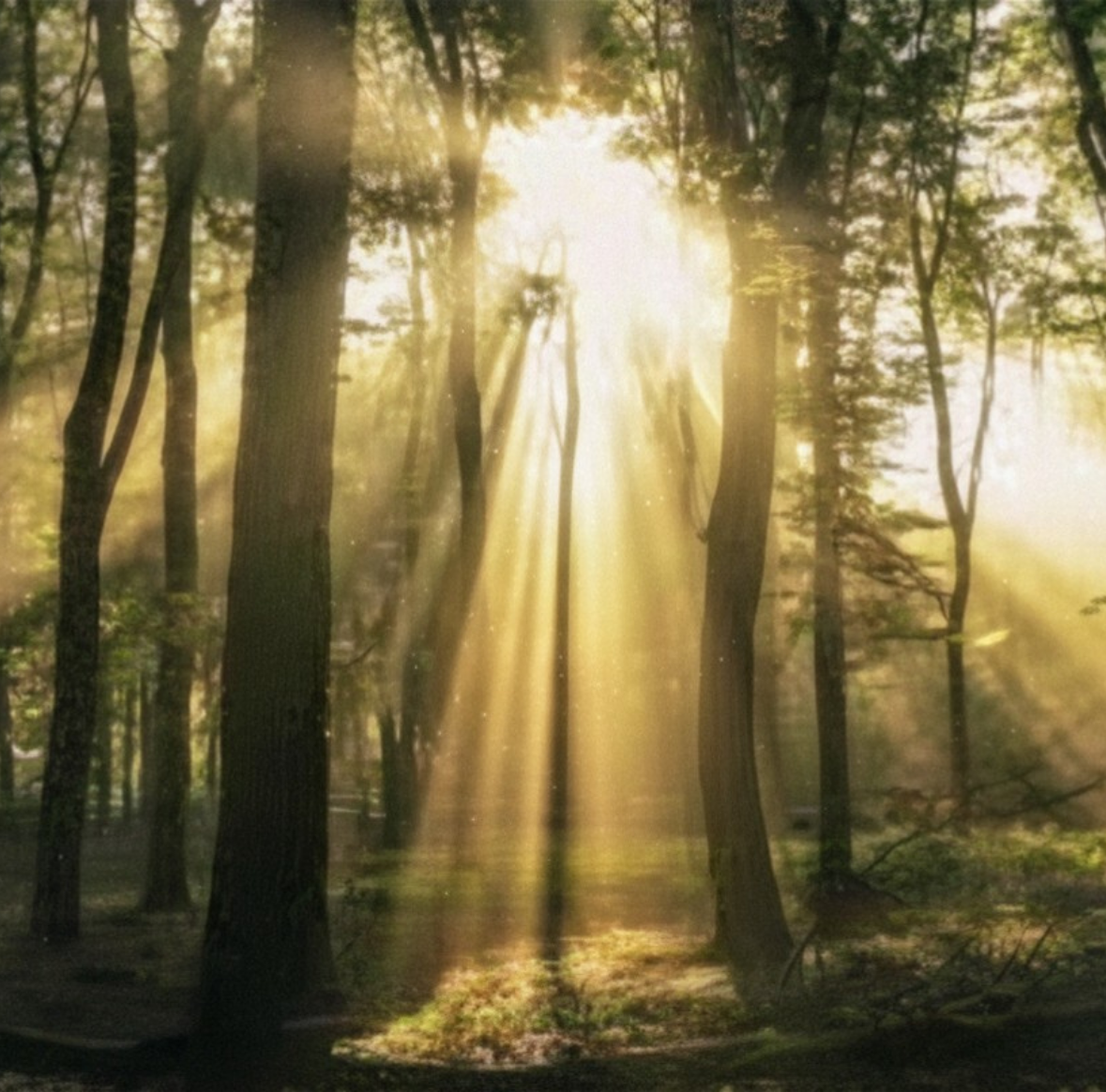 Sunbeams streaming through tall trees in a misty forest at dawn