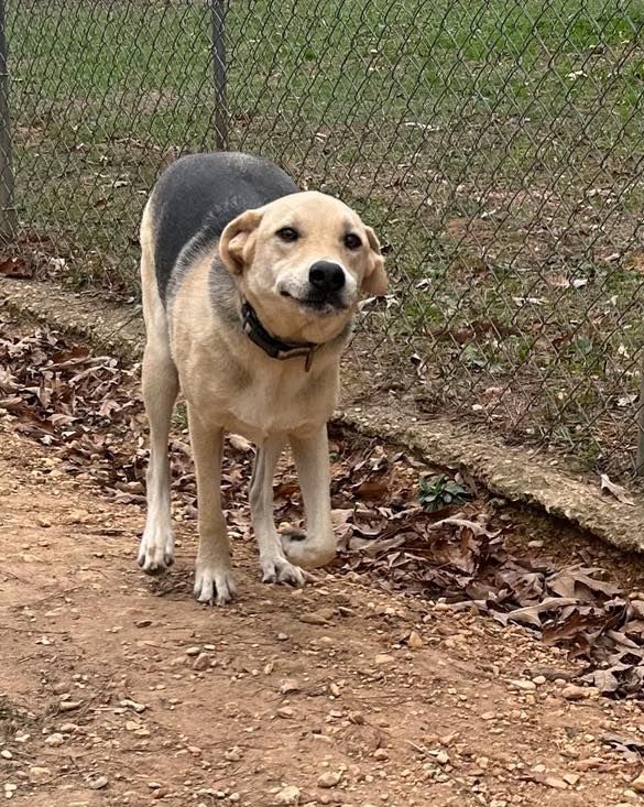 A close up of a tiger looking at the camera