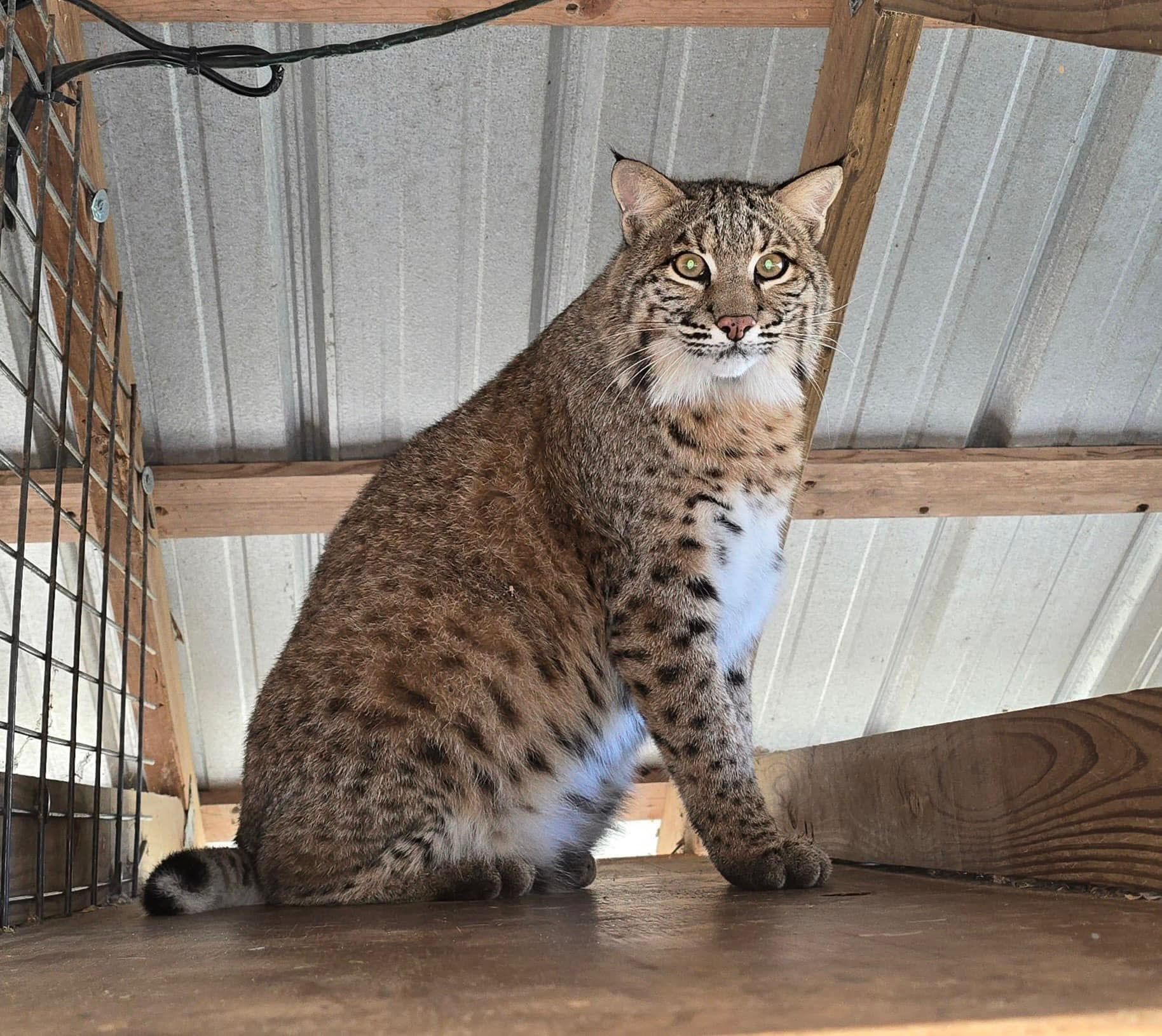 A black dog is sitting in the dirt and looking up at the camera