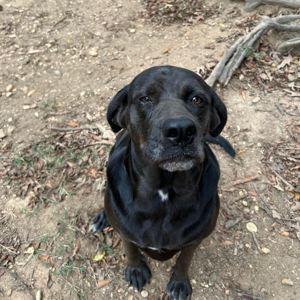 A black and white cat is laying in a rainbow colored tent