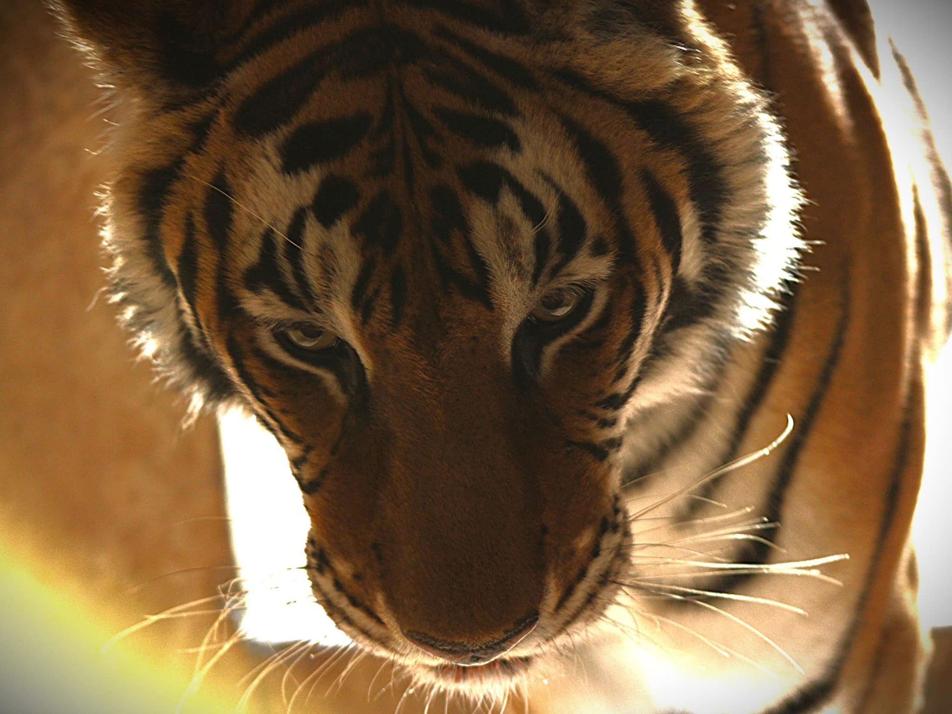 A bobcat is sitting on a wooden shelf under a metal roof.