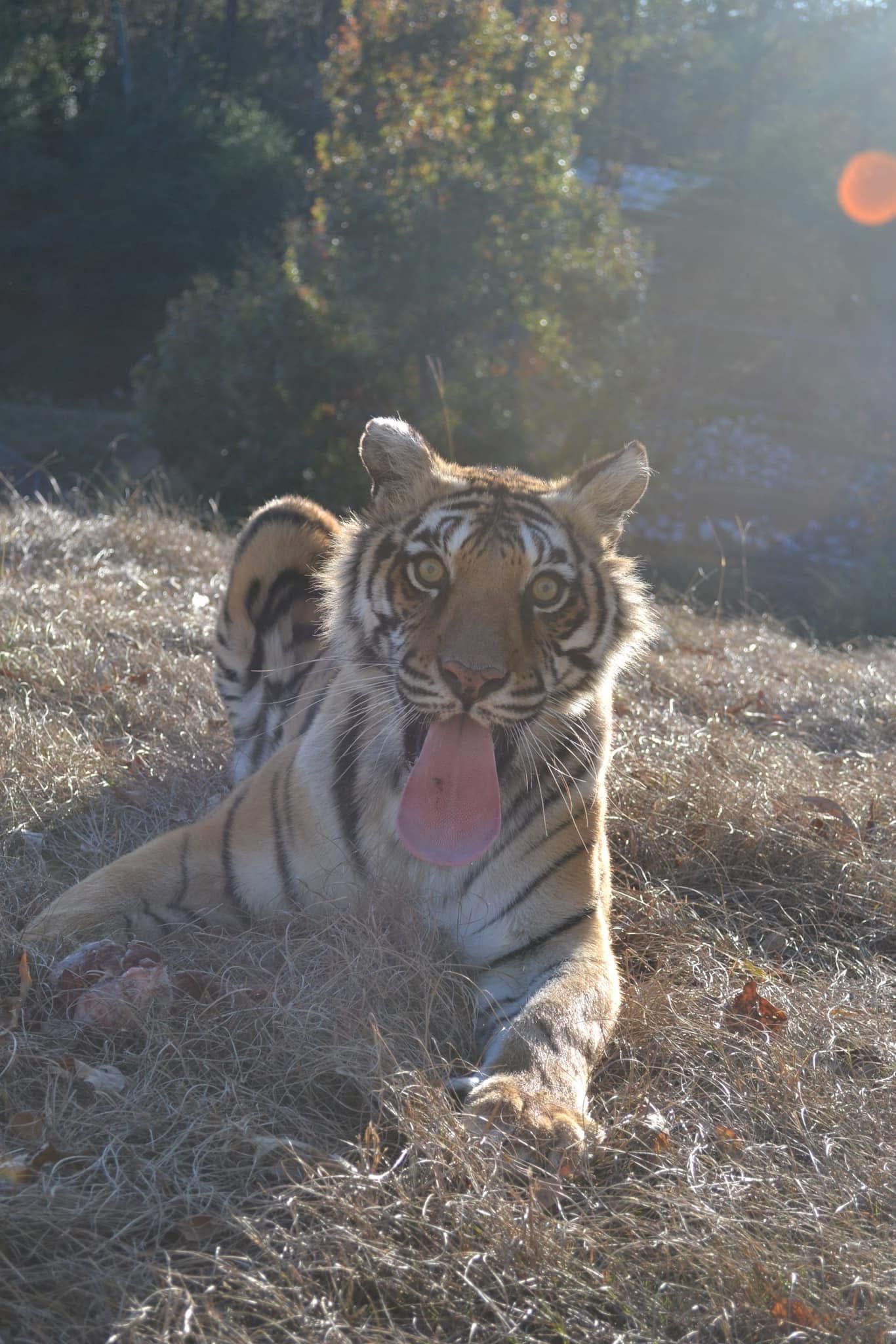 A cat is sitting on the ground looking up at the camera.